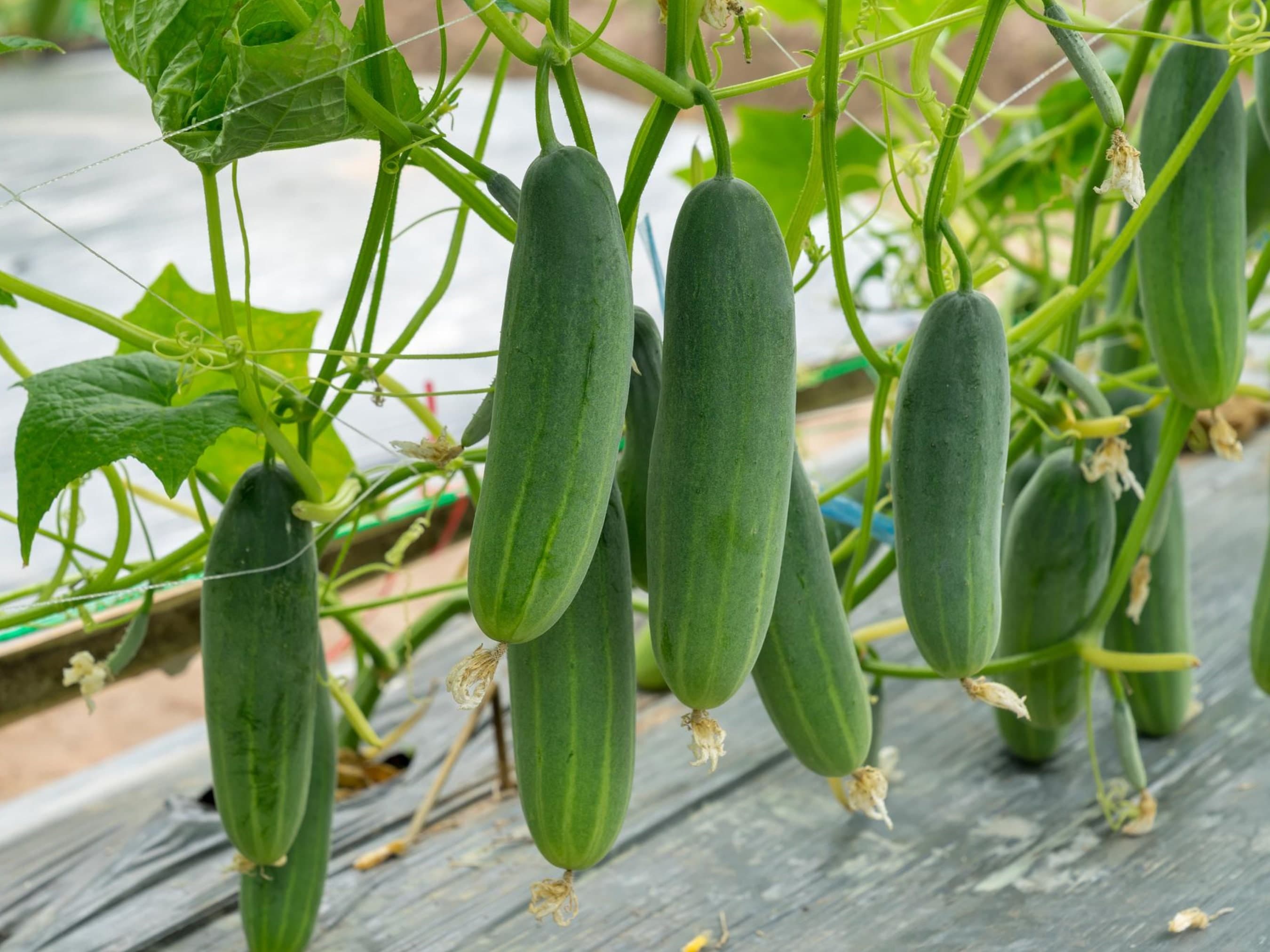 Marketer Cucumber Seeds - Organic & Non GMO - Heirloom - Grow Your Own Food At Home