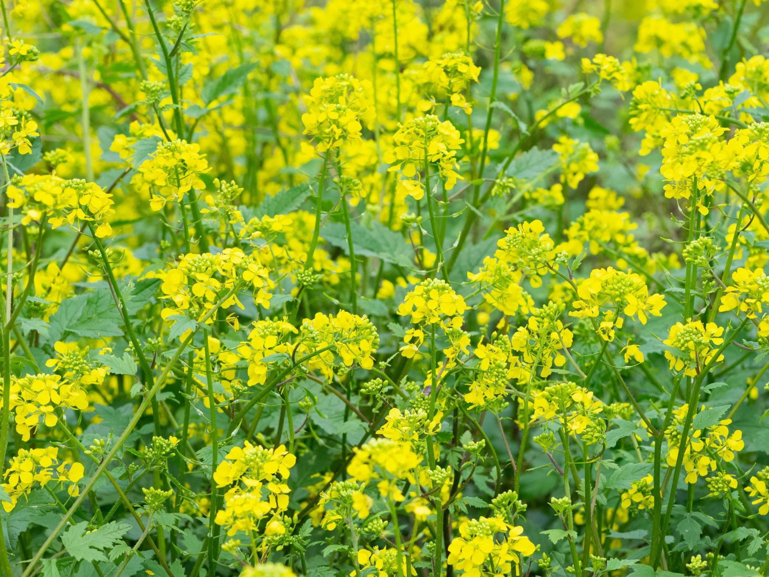 Yellow Mustard Seeds - Organic & Non GMO - USA Grown - Heirloom - Grow Your Own Food At Home - image 3