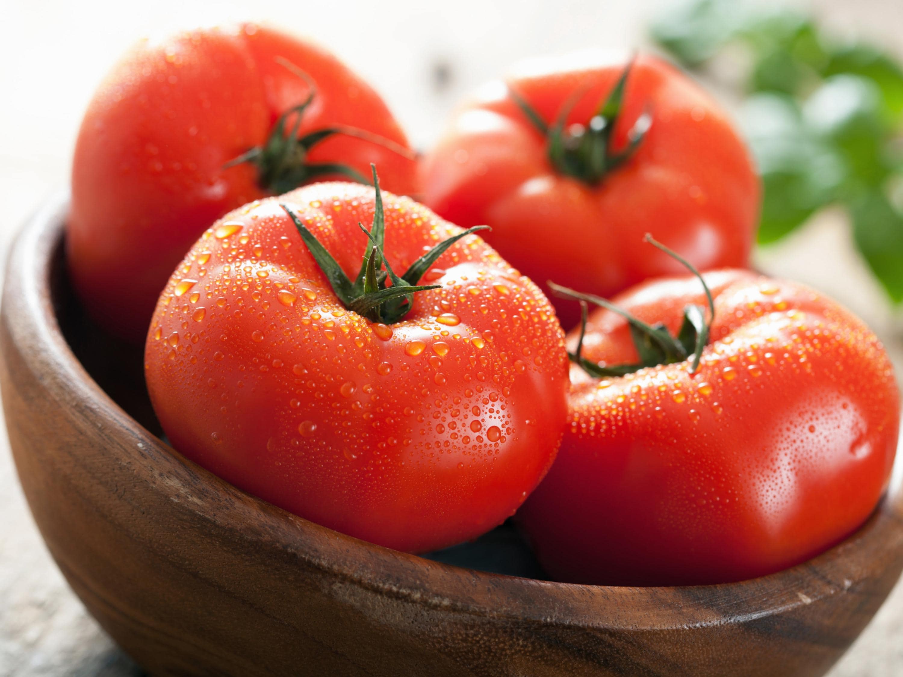 Marglobe Tomato Seeds - Organic & Non Gmo Tomato Seeds - Heirloom Seeds - Fresh USA Grown Seeds - Grow Your Own Tomatoes At Home!