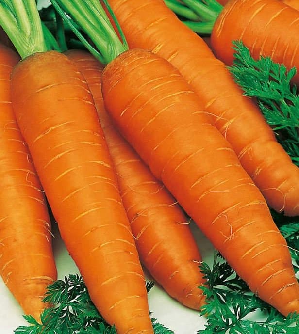 Giant Carrot Seeds - Organic & Non Gmo Carrot Seeds - Heirloom Seeds - Fresh USA Grown Seeds - Grow Your Own Carrots Right At Home!