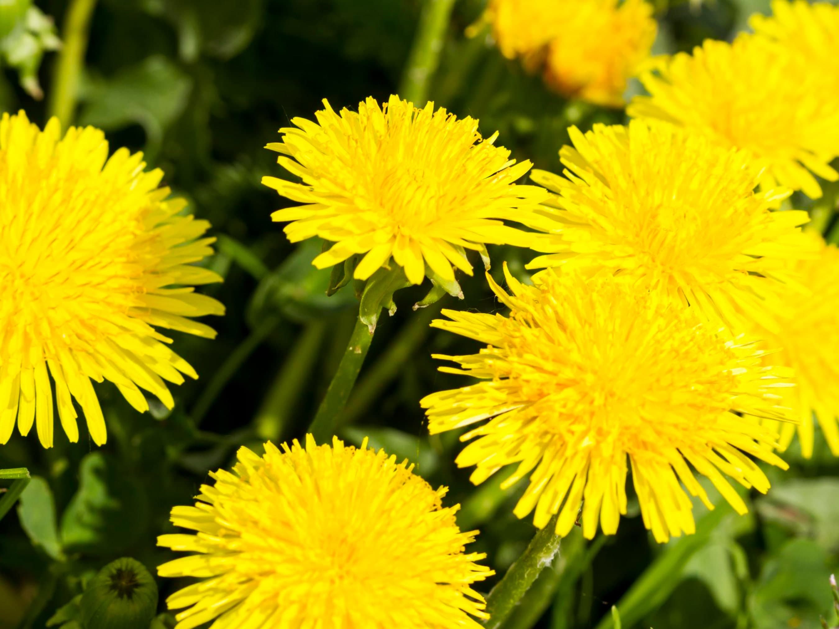 Dandelion Flower Seeds - Edible Flowers - Organic & Non Gmo Flower Seeds - Heirloom Seeds – Flower Seeds - USA Grown Seeds