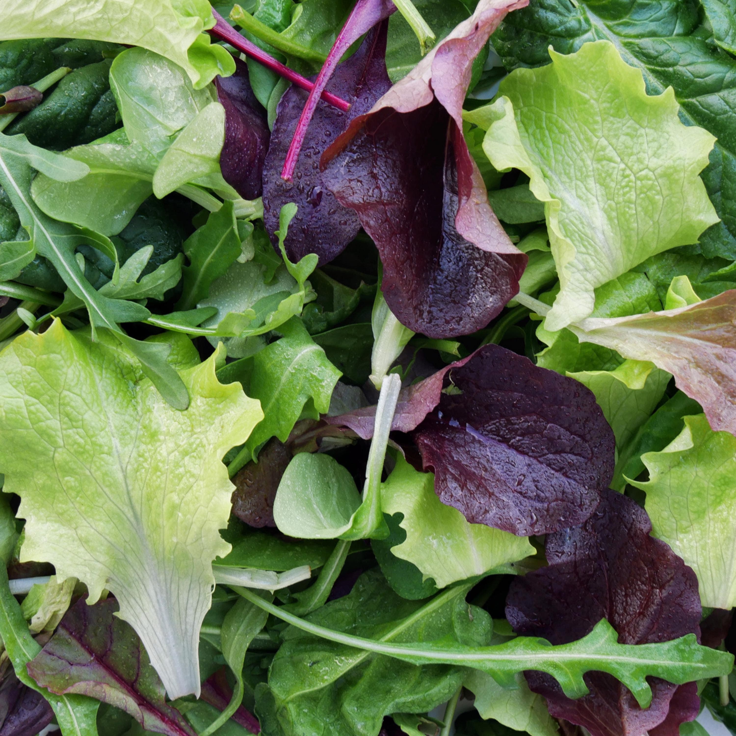 Garden Lettuce Seed Blend - Seeds - Organic & Non Gmo - Heirloom Seeds - Fresh USA Grown Seeds - Grow Your Own Food At Home!