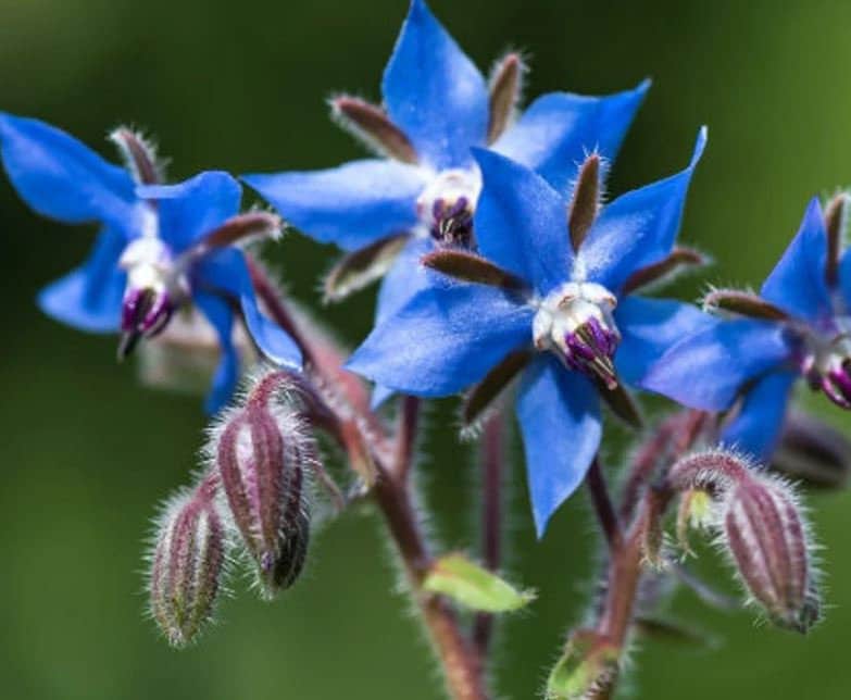 Borage Seeds - Organic & Non Gmo Borage Seeds - Heirloom Herb Seeds - Fresh USA Grown Seeds - Grow Your Own Borage At Home