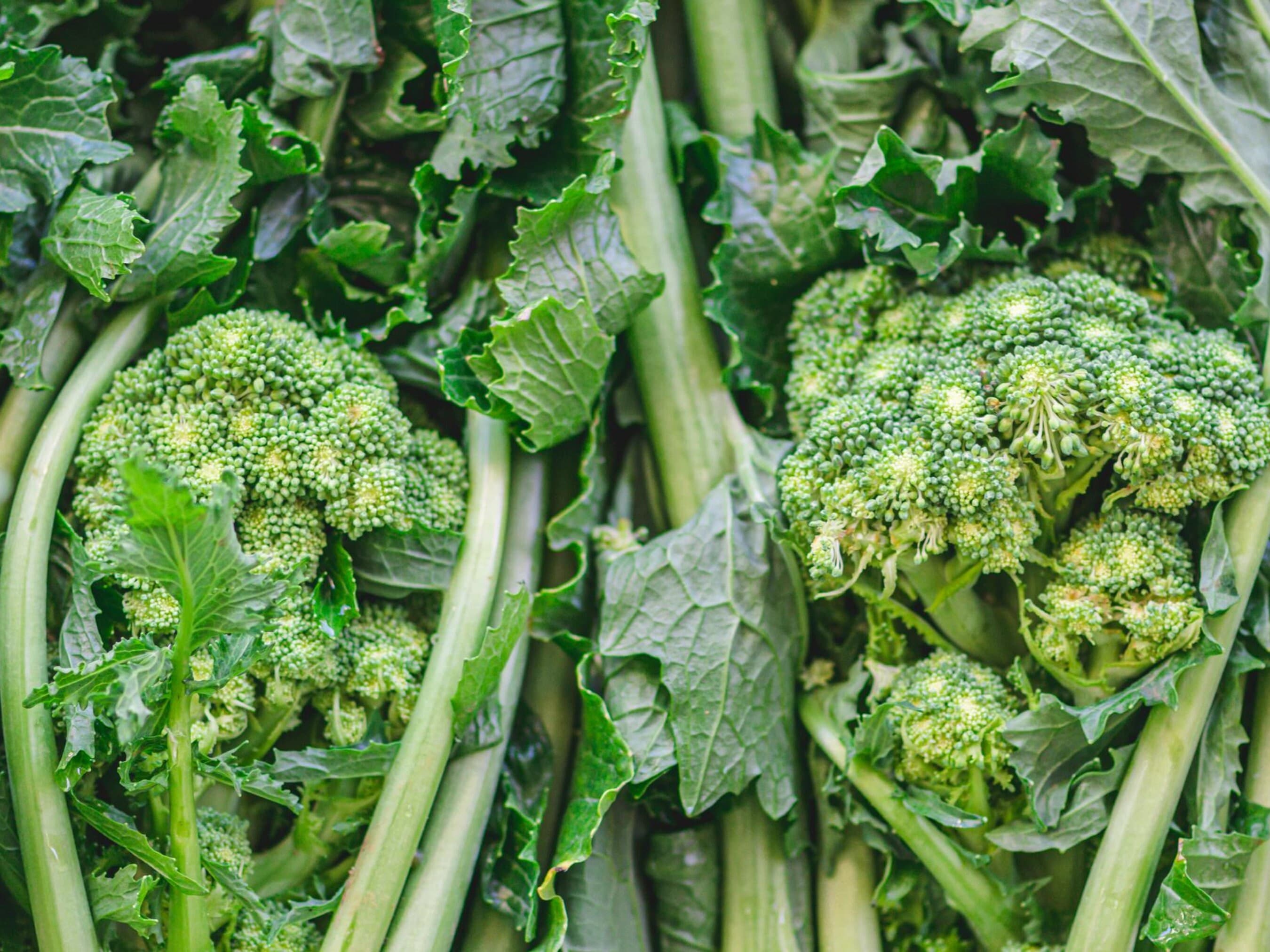 Broccoli Rabe Seeds - Organic & Non Gmo Broccoli Rabe Seeds - Heirloom Seeds - Fresh USA Grown Seeds - Grow Your Own Food At Home!
