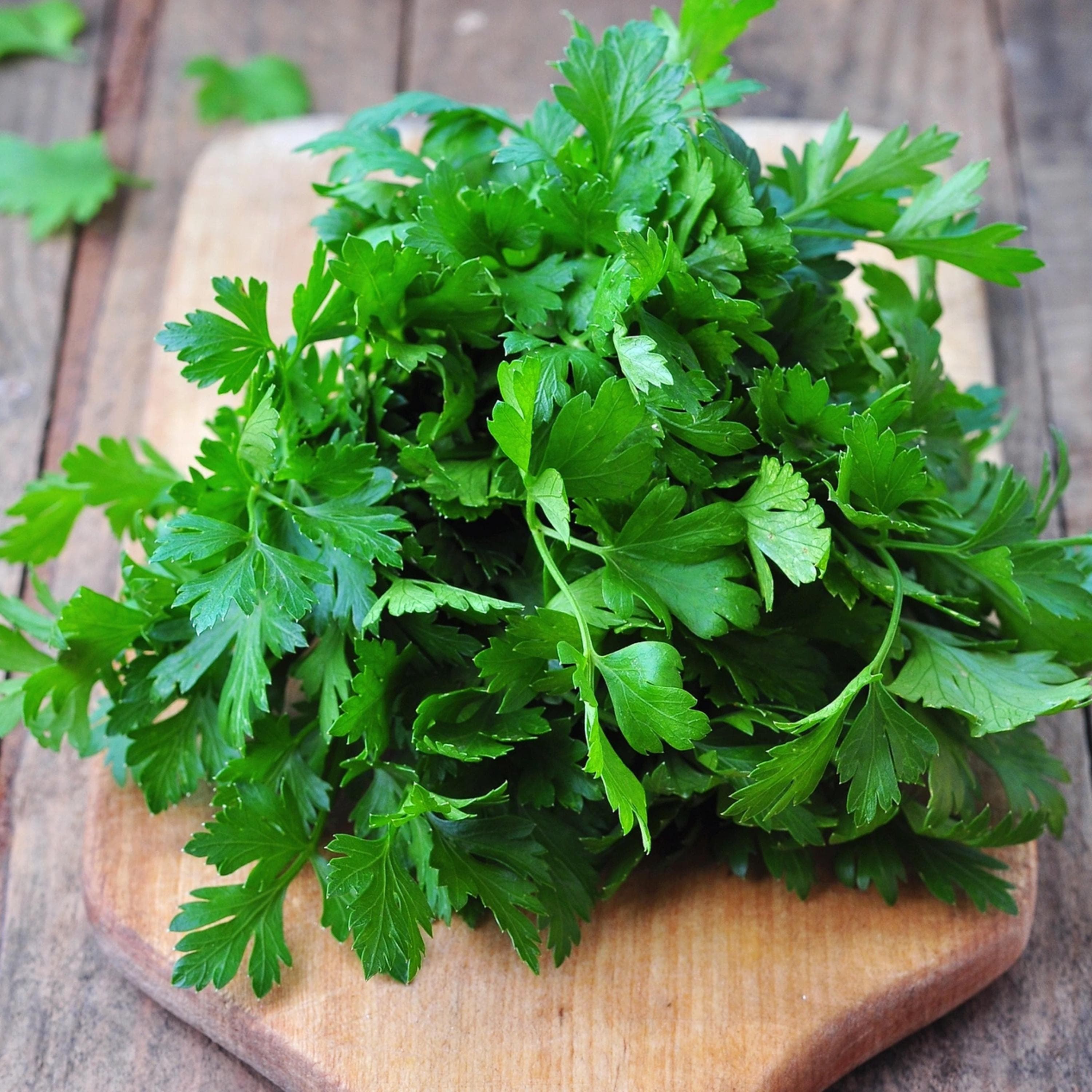 Chervil Curled Parsley Seeds - Organic & Non Gmo Parsley Seeds - Heirloom Seeds - Fresh USA Grown Seeds - Grow Your Own Parsley At Home!