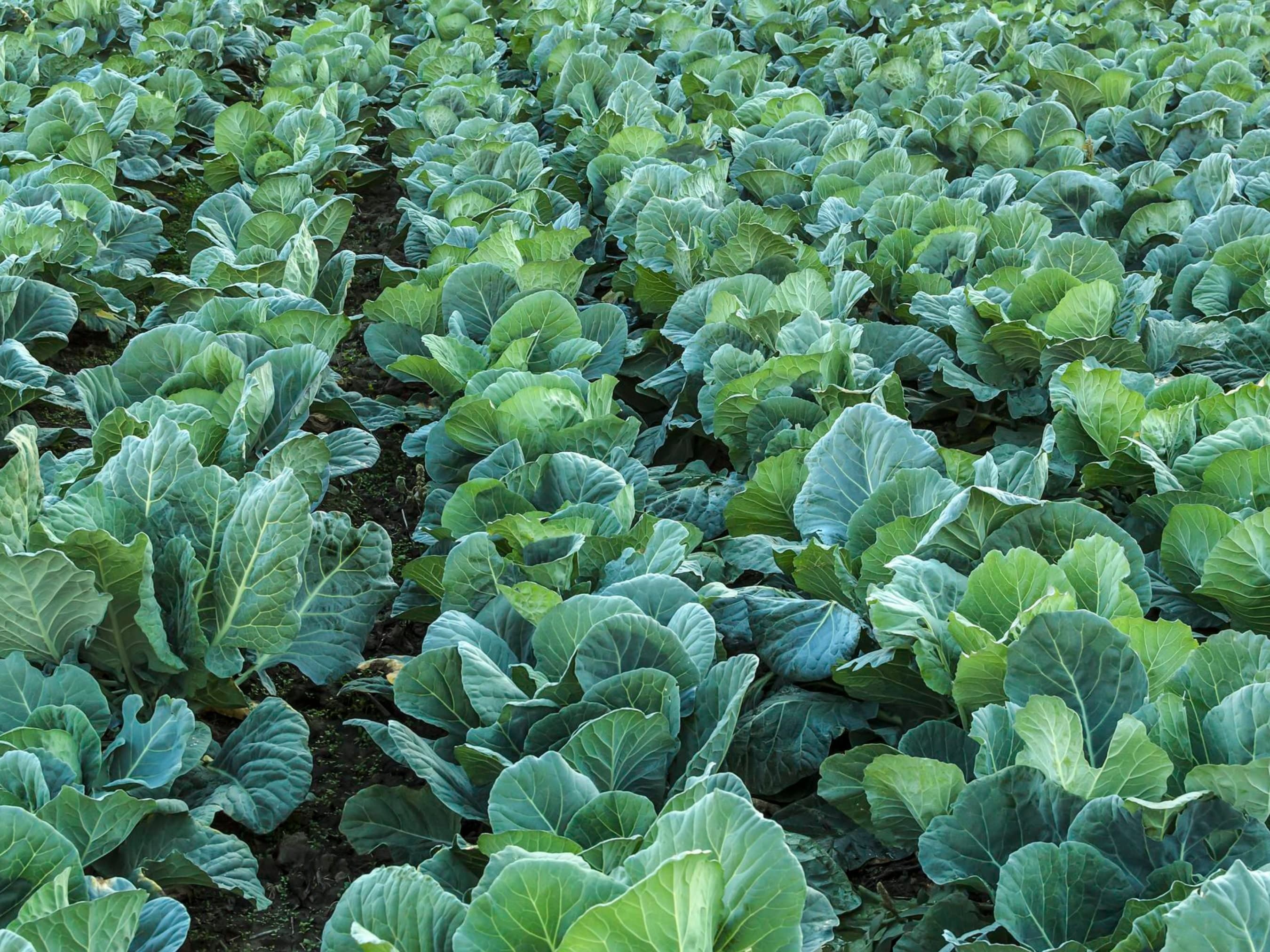 Collard Green Seeds - Organic & Non Gmo Collard Green Seeds - Heirloom Seeds - Fresh USA Grown Seeds - Georgia Southern Collard Variety