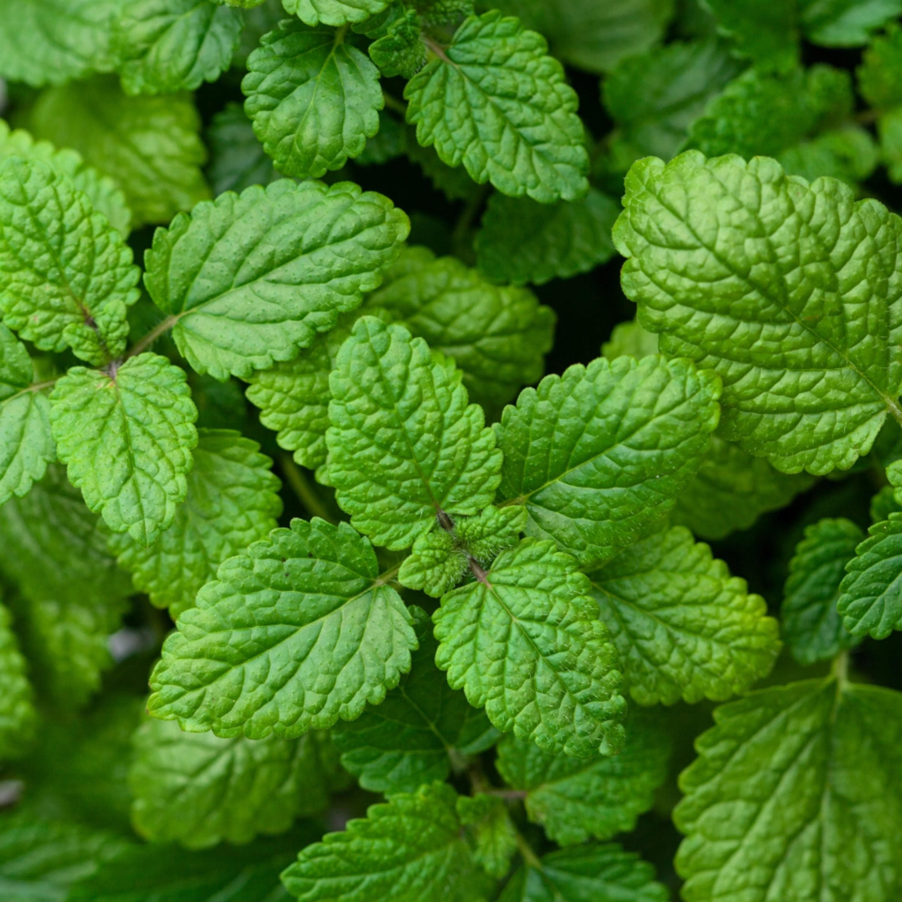 Lemon Balm Seeds - Seeds - Organic & Non Gmo - Heirloom Herb Seeds - Fresh USA Grown Seeds - Grow Your Own Lemon Balm