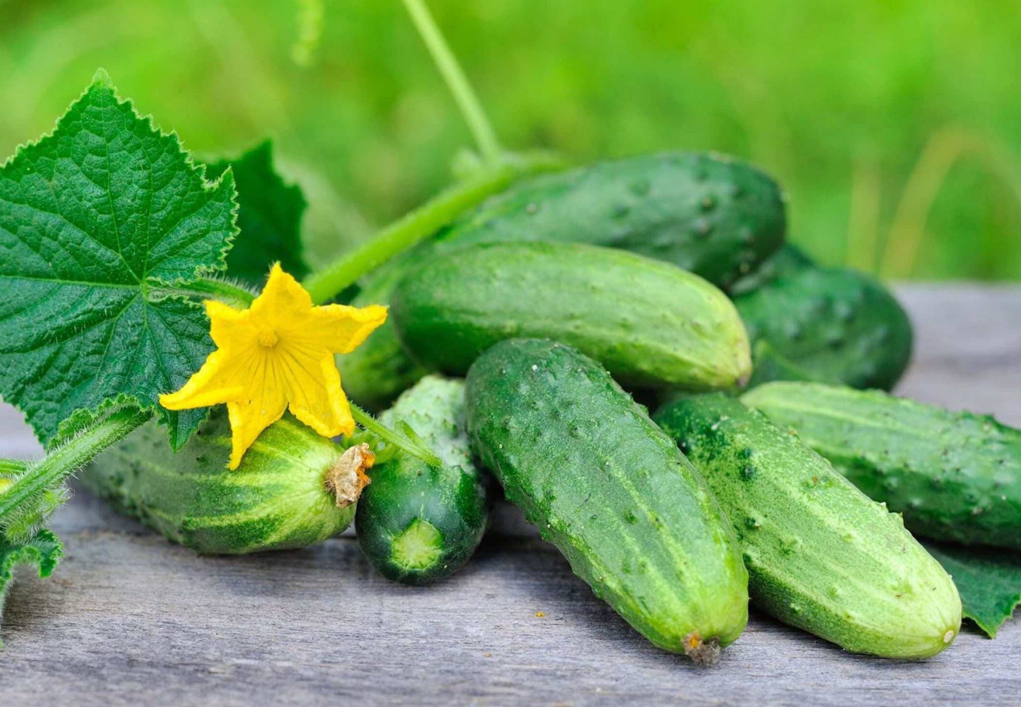 National Pickling Cucumber Seeds - Organic & Non Gmo - Grow Your Own Cucumbers At Home