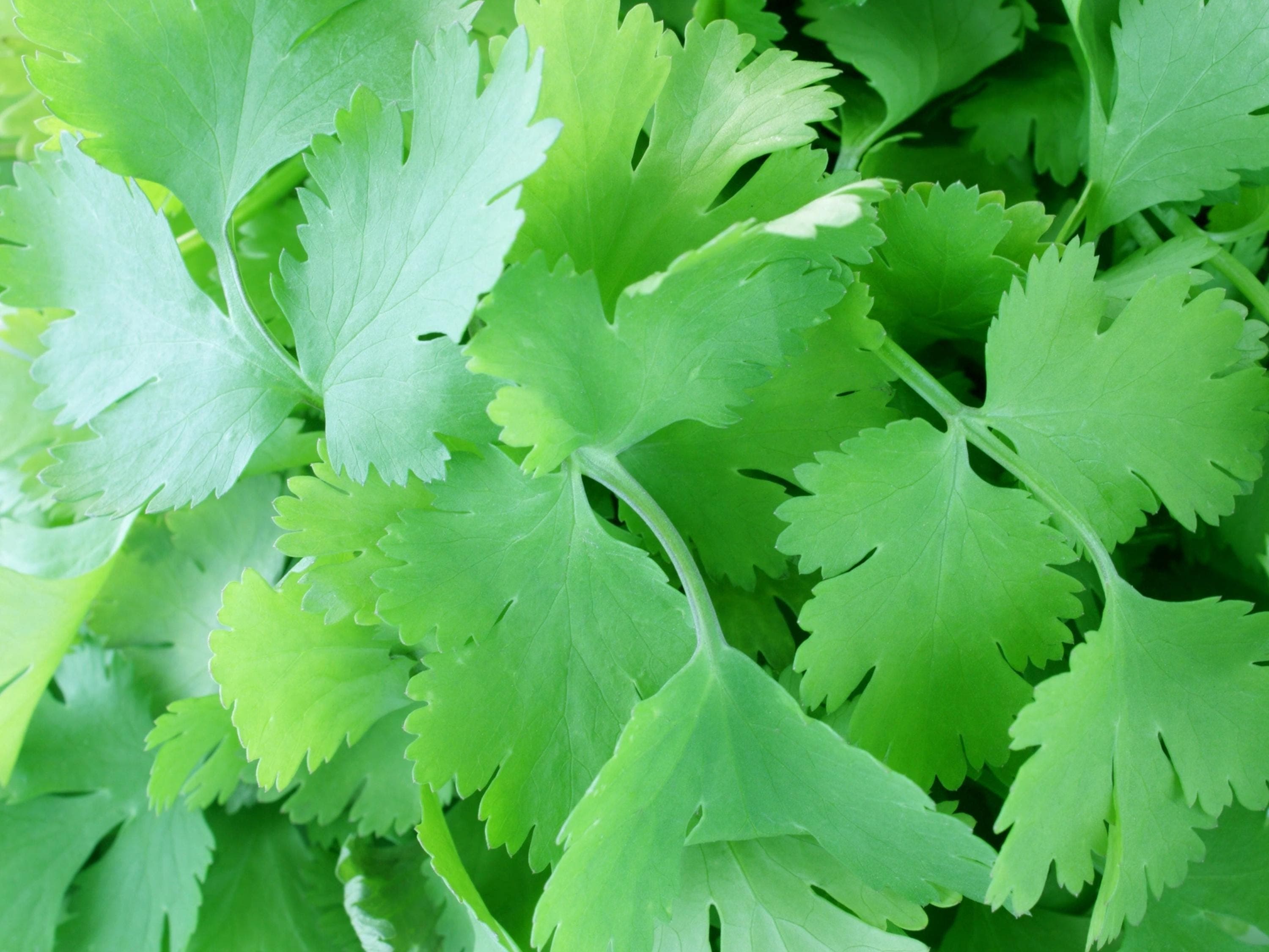 Cilantro Seeds - Organic & Non Gmo Cilantro Seeds - Heirloom Seeds – Herb Seeds