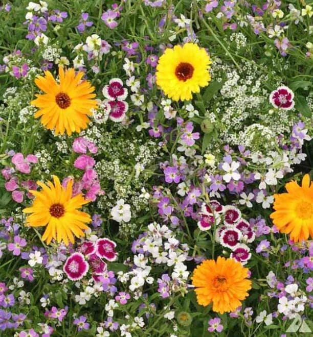 Fragrant Flowers Seed Blend - Organic & Non Gmo - Heirloom Seeds - Fresh USA Grown Seeds - Grow Your Own Flowers At Home!