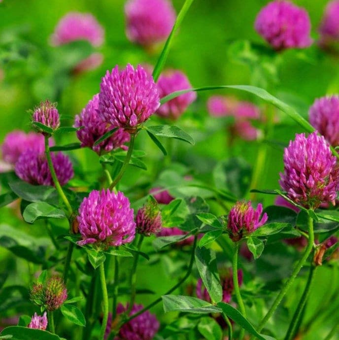 Red Clover Seeds - Organic & Non Gmo - Grow Your Own Red Clover At Home!