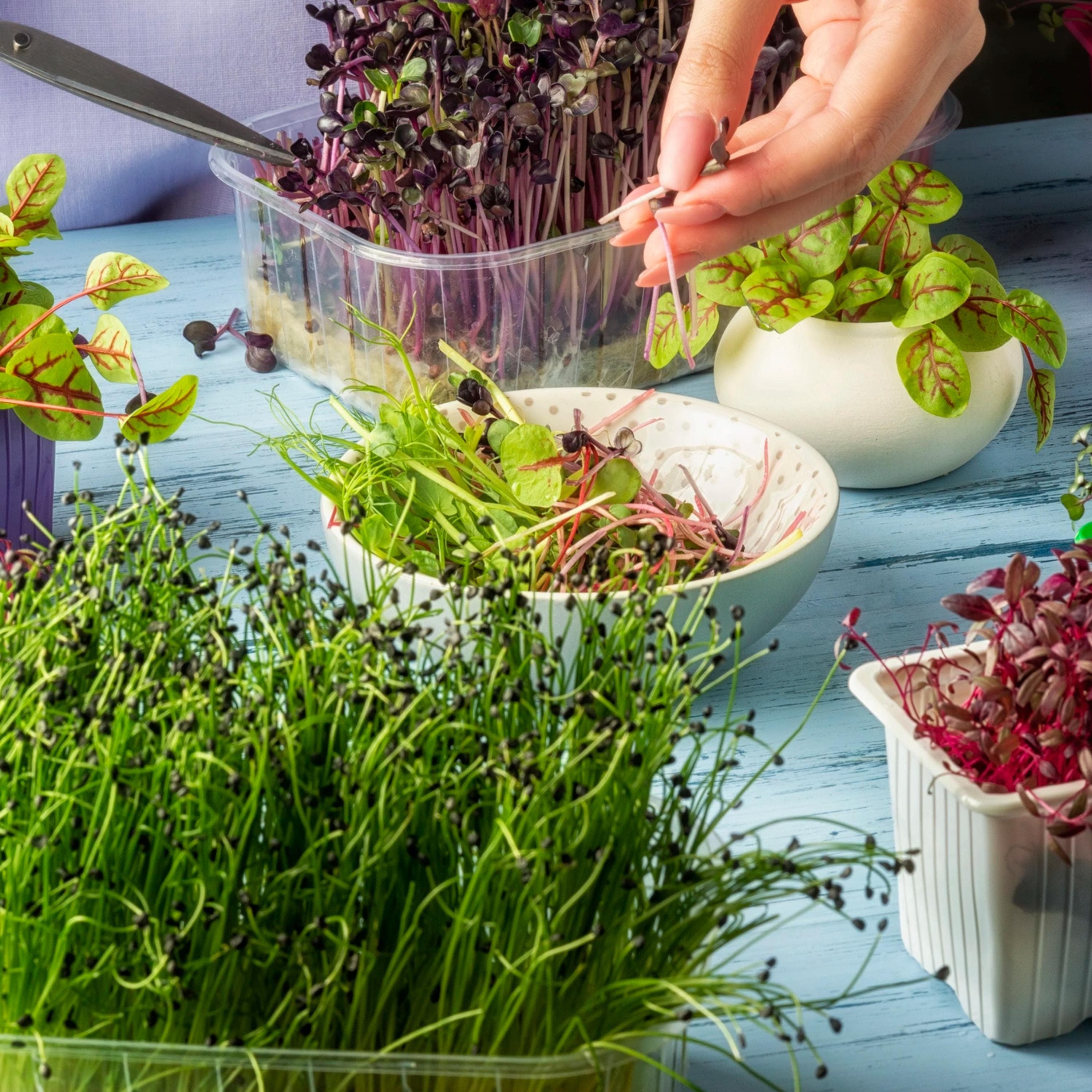 Organic Microgreen Seed Blend: Alfalfa, Radish & Cilantro - Non GMO