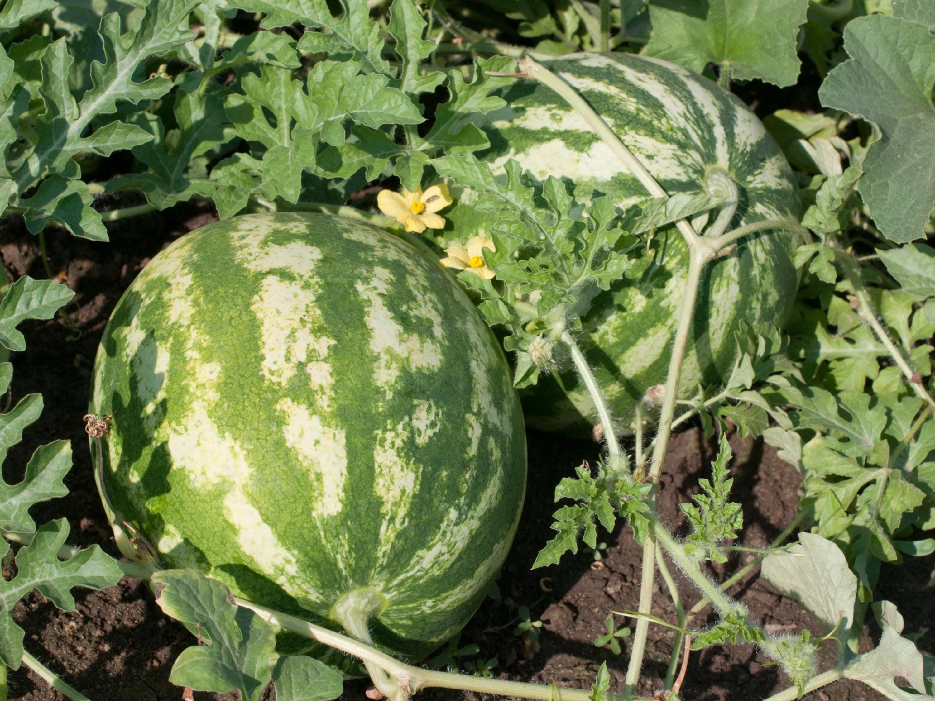 Sugar Baby Watermelon Seeds - Organic & Non-Gmo - Heirloom - Fruit Seeds - Grow Your Own Watermelon At Home
