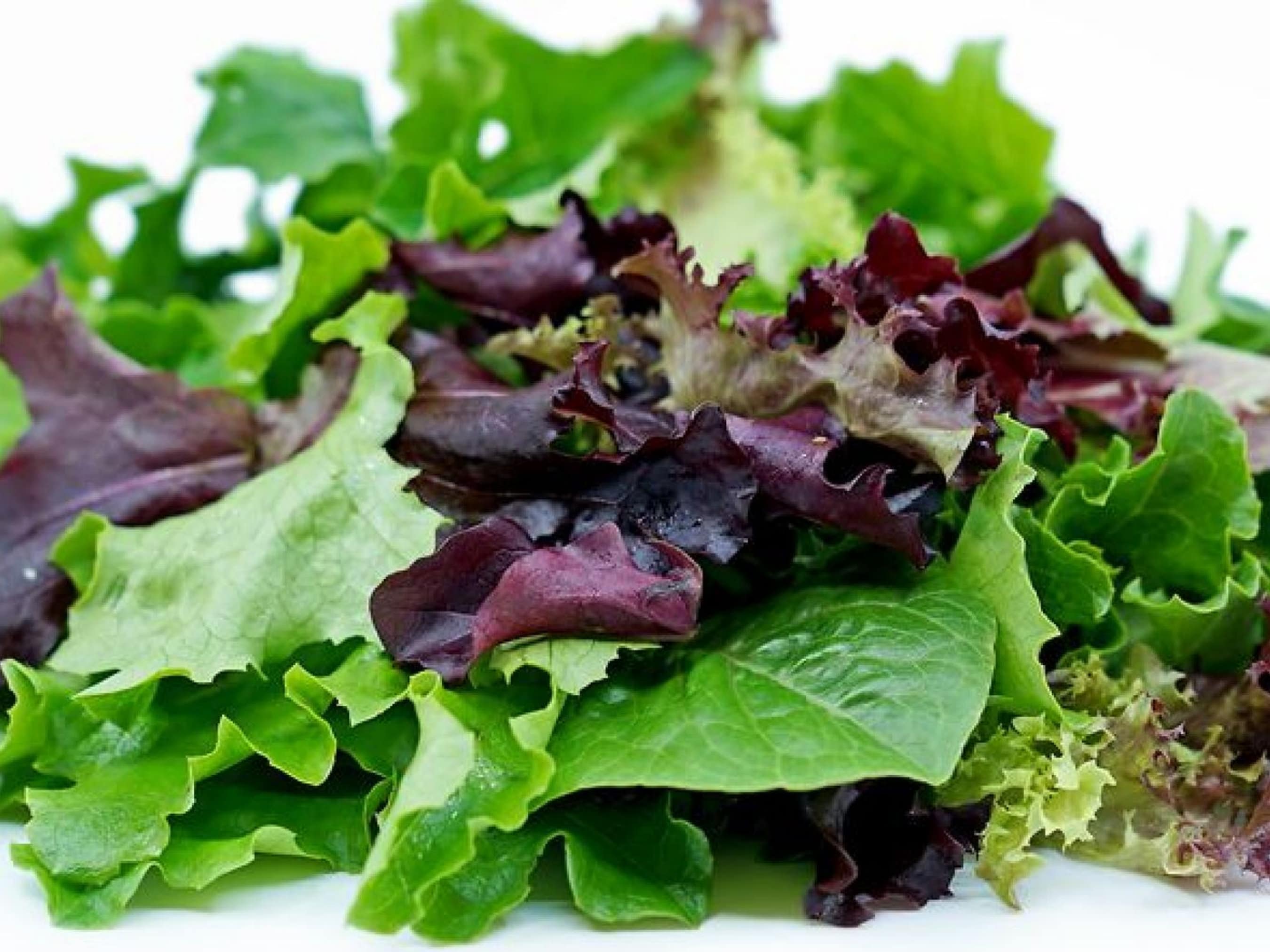 Spring Lettuce Mix Seeds - Organic & Non Gmo Seeds - Heirloom Lettuce Blend Seeds – Vegetable Seeds - USA Grown Seeds - Grow Your Own Food!