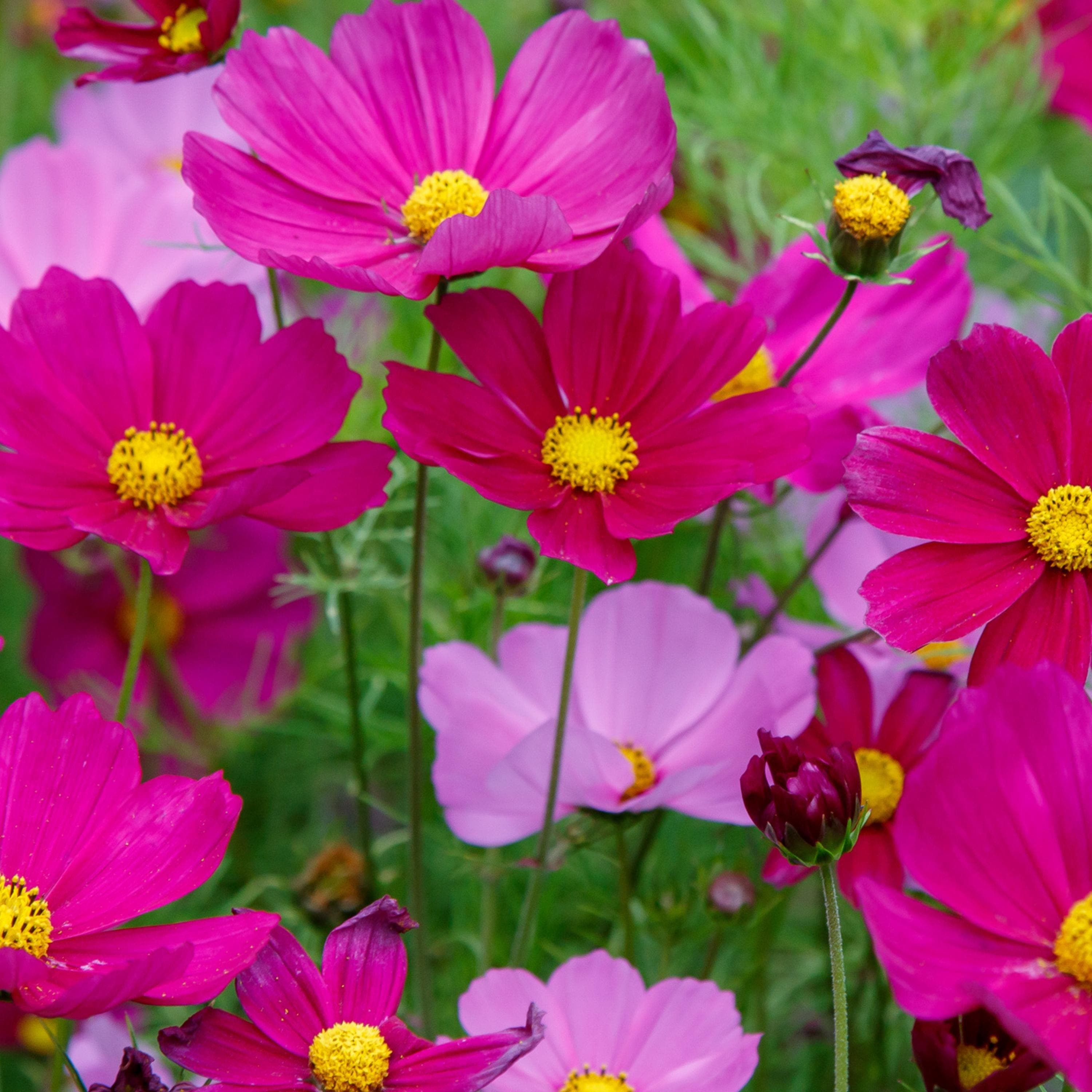 Cosmos Flower Seeds - Organic & Non Gmo Flower Seeds - Heirloom Flower Seeds - Fresh USA Grown Seeds - Grow Your Own Flowers At Home!