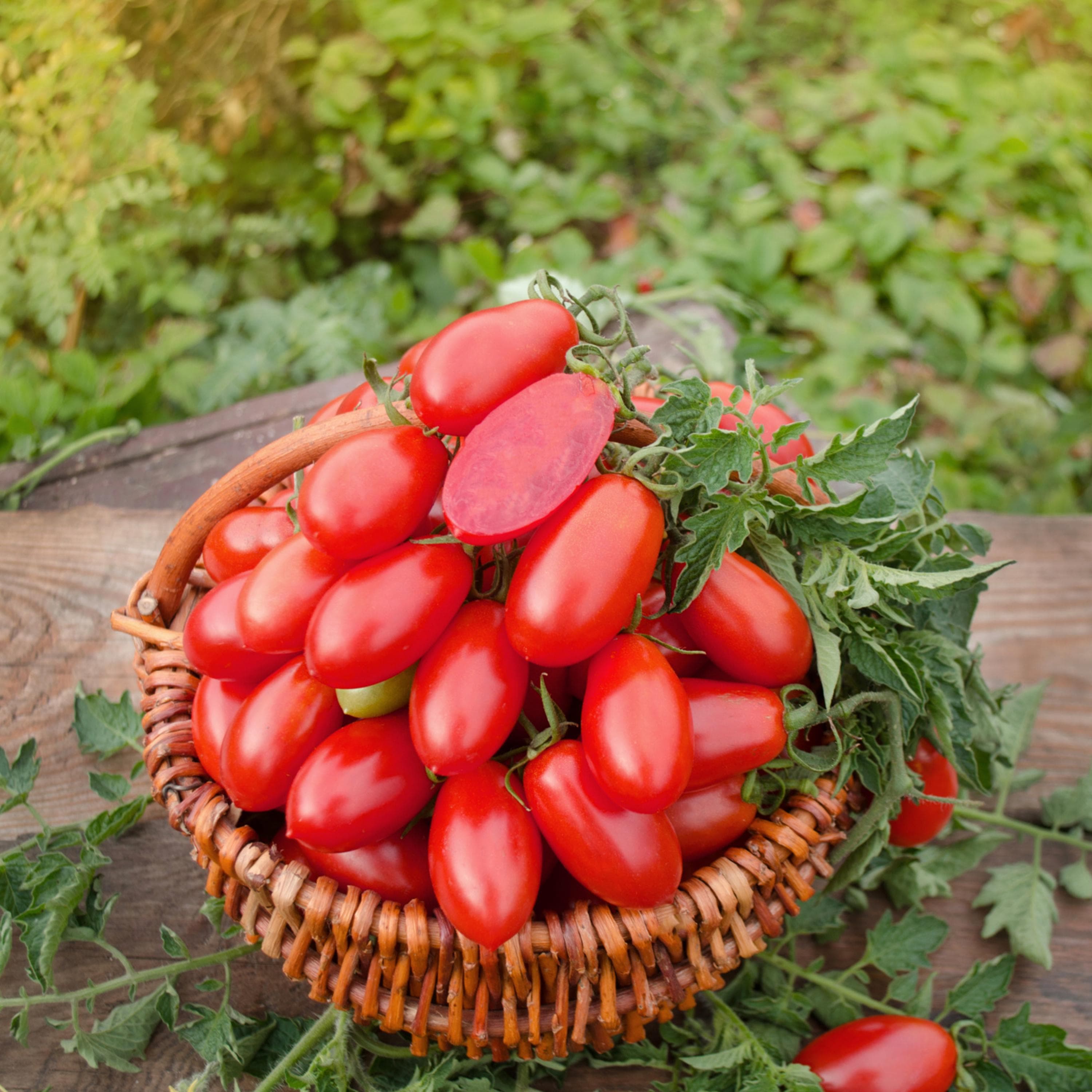 Roma Tomato Seeds - Organic & Non Gmo Tomato Seeds - Heirloom Seeds - Grow Your Own Tomatoes At Home - image 3