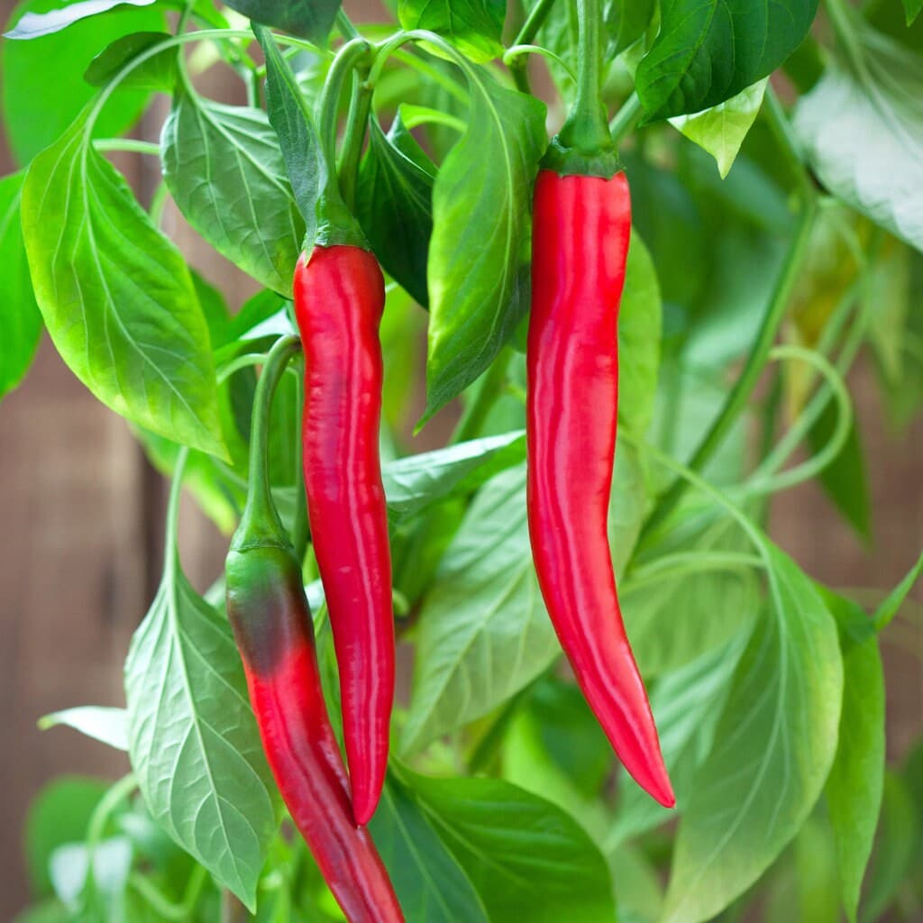 Cayenne Pepper Seeds - Organic & Non Gmo Pepper Seeds - Heirloom Seeds - Fresh USA Grown Seeds - image 3