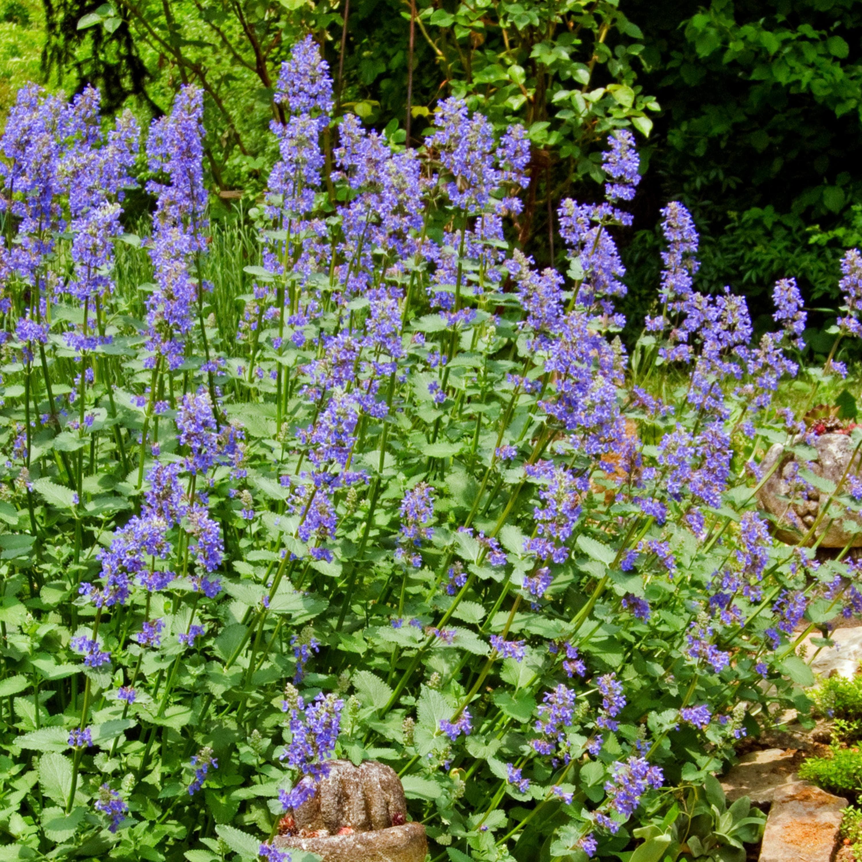Catnip Seeds - Organic & Non GMO - Heirloom - Grow Your Own Food At Home