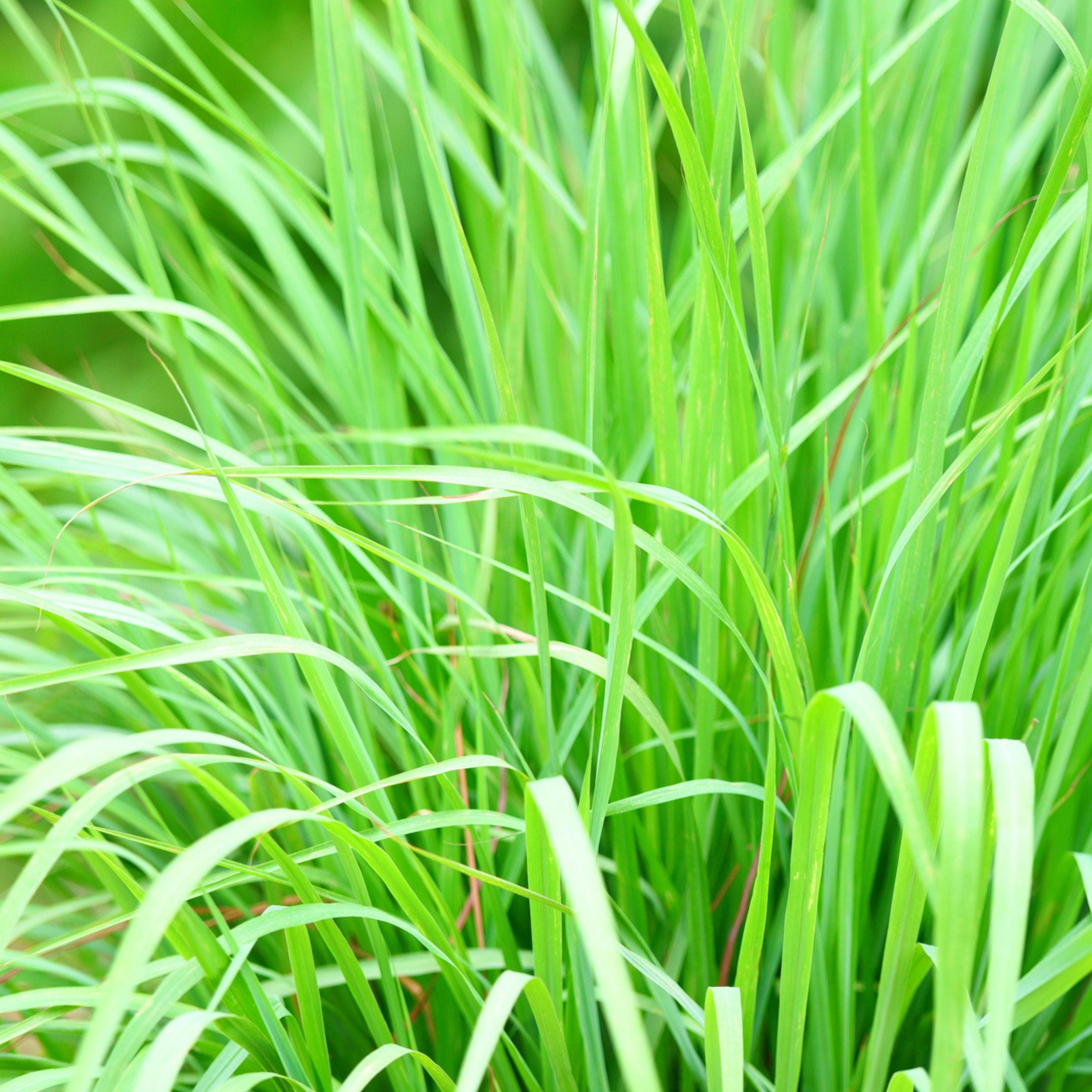 Lemongrass Seeds - Organic & Non-GMO - Heirloom - Natural Mosquito Repellent - Grow Your Own Lemongrass At Home