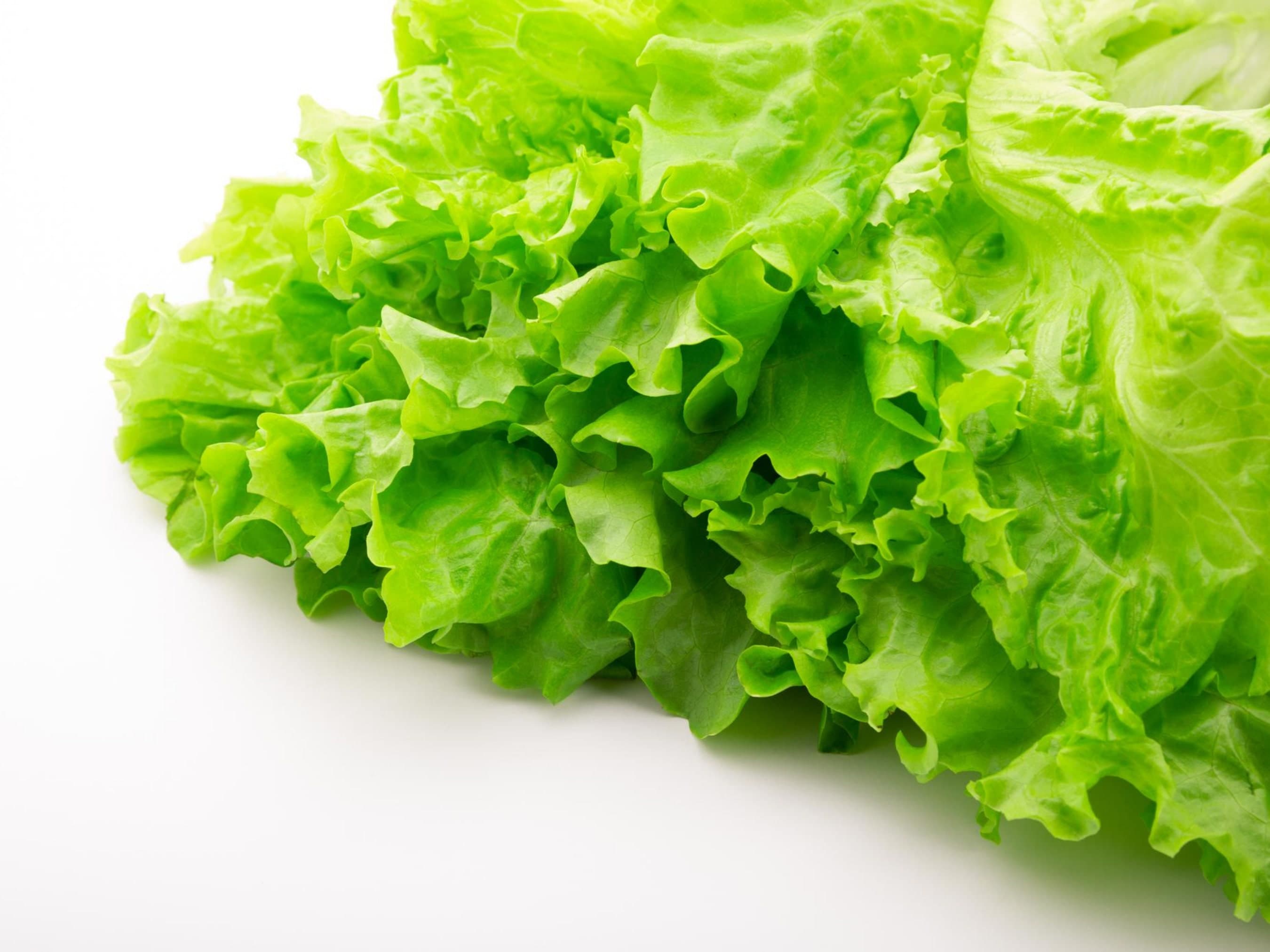 Leaf Lettuce Seeds - Organic & Non Gmo - Simpson Leaf Lettuce Variety - Heirloom Seeds - Grow Your Own Lettuce At Home