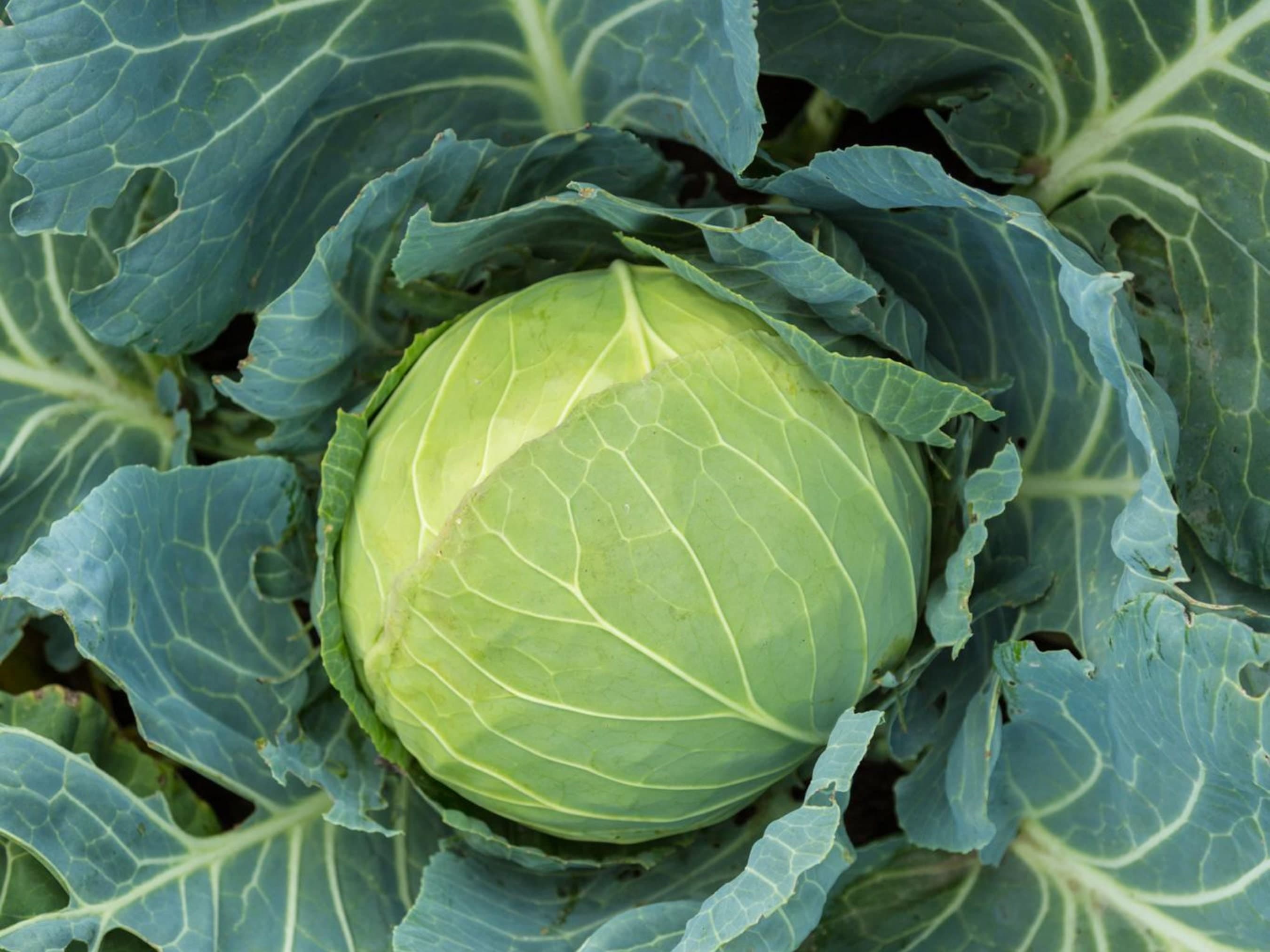 Cabbage Seeds - Pick Your Variety - Organic & Non-GMO - Grow Your Own Cabbage At Home