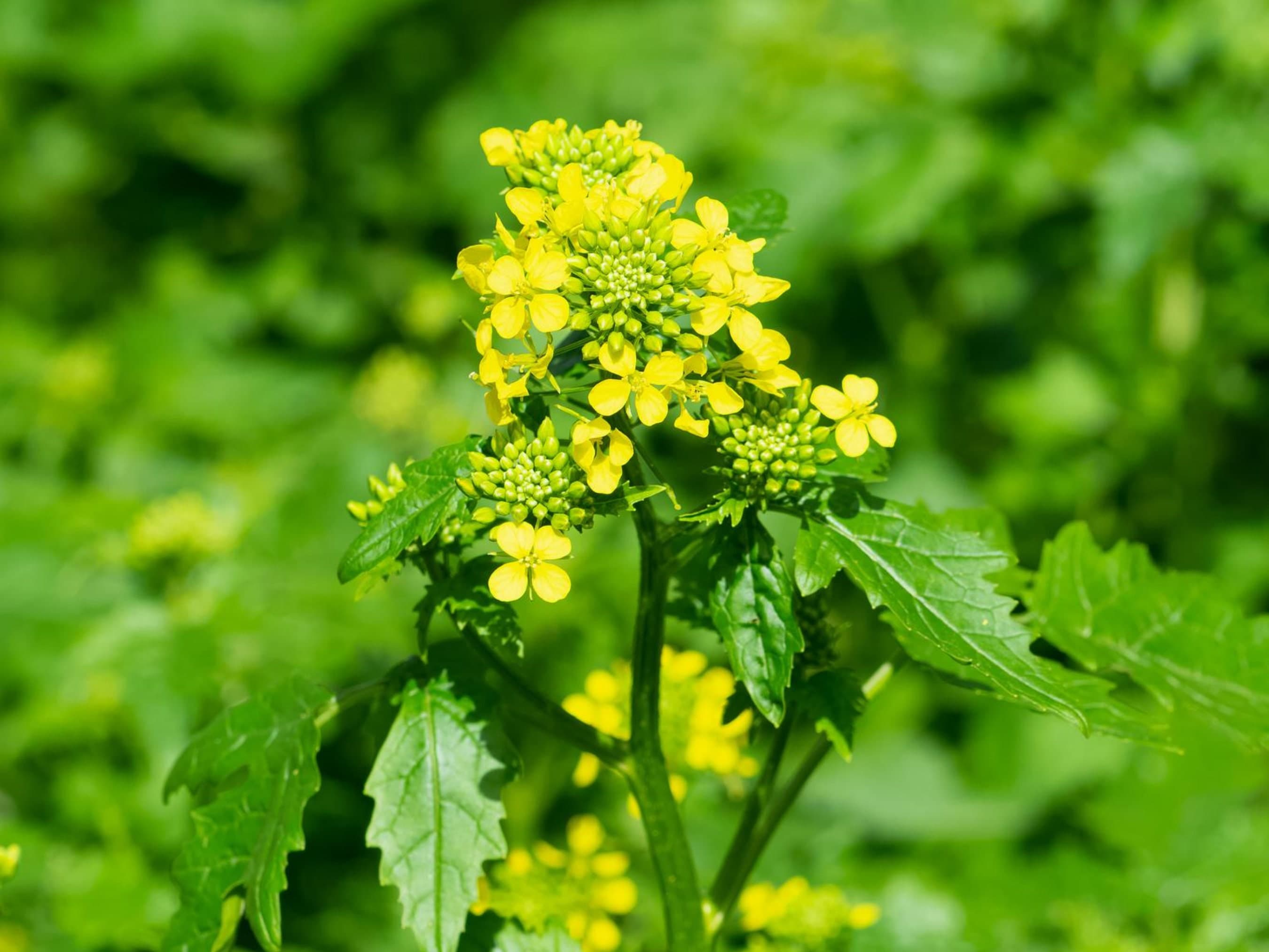 Yellow Mustard Seeds - Organic & Non GMO - USA Grown - Heirloom - Grow Your Own Food At Home