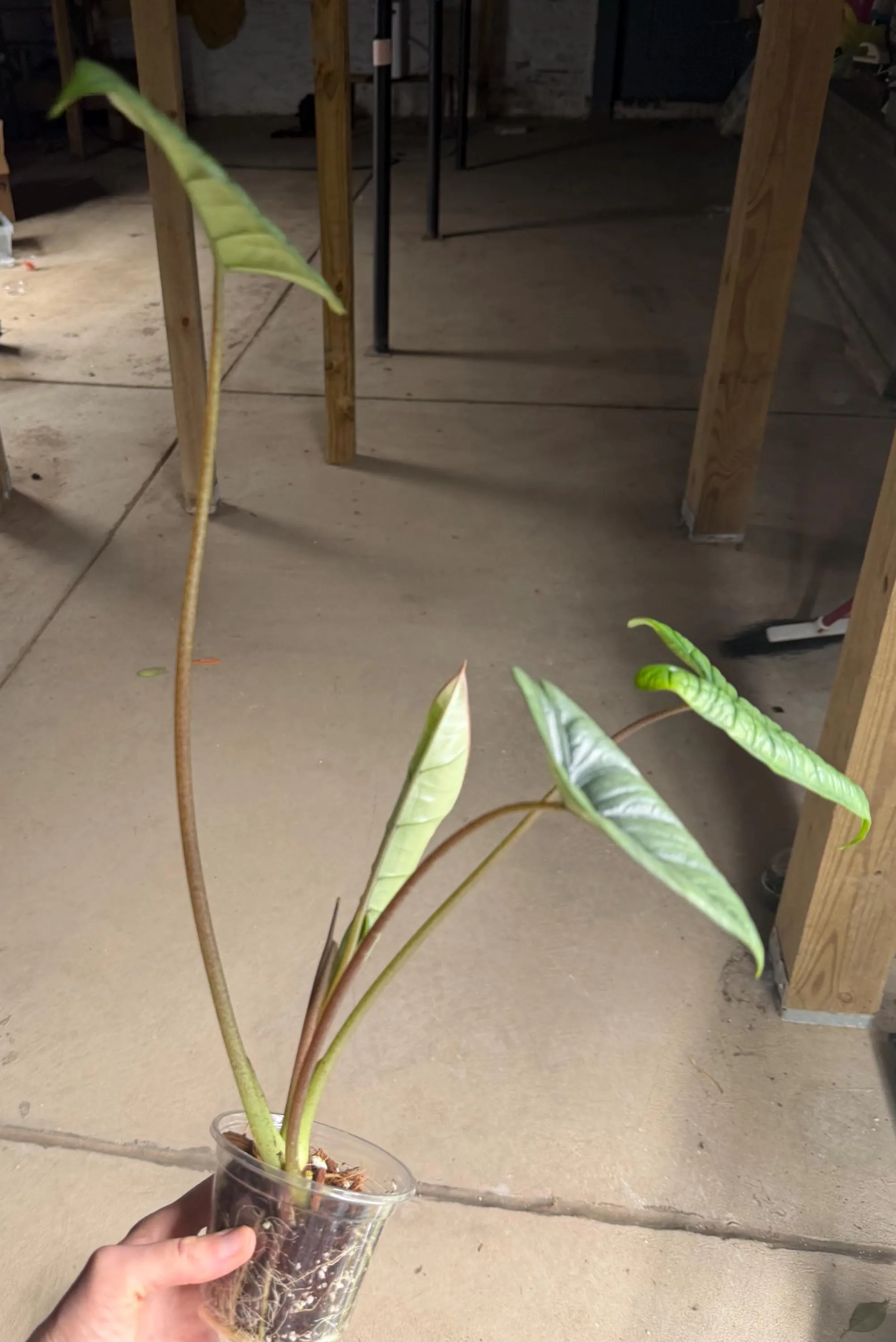 Alocasia Platinum Bisma - Exact Rooted Plant - image 4