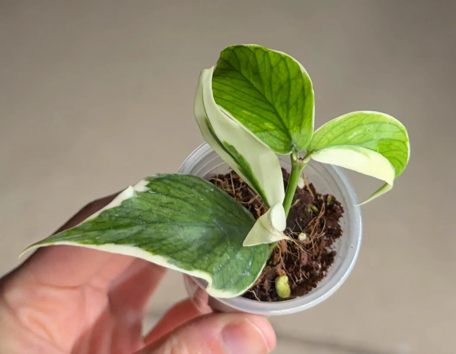 Hoya Polyneura Outer-Variegated - Exact Plant - Rooted