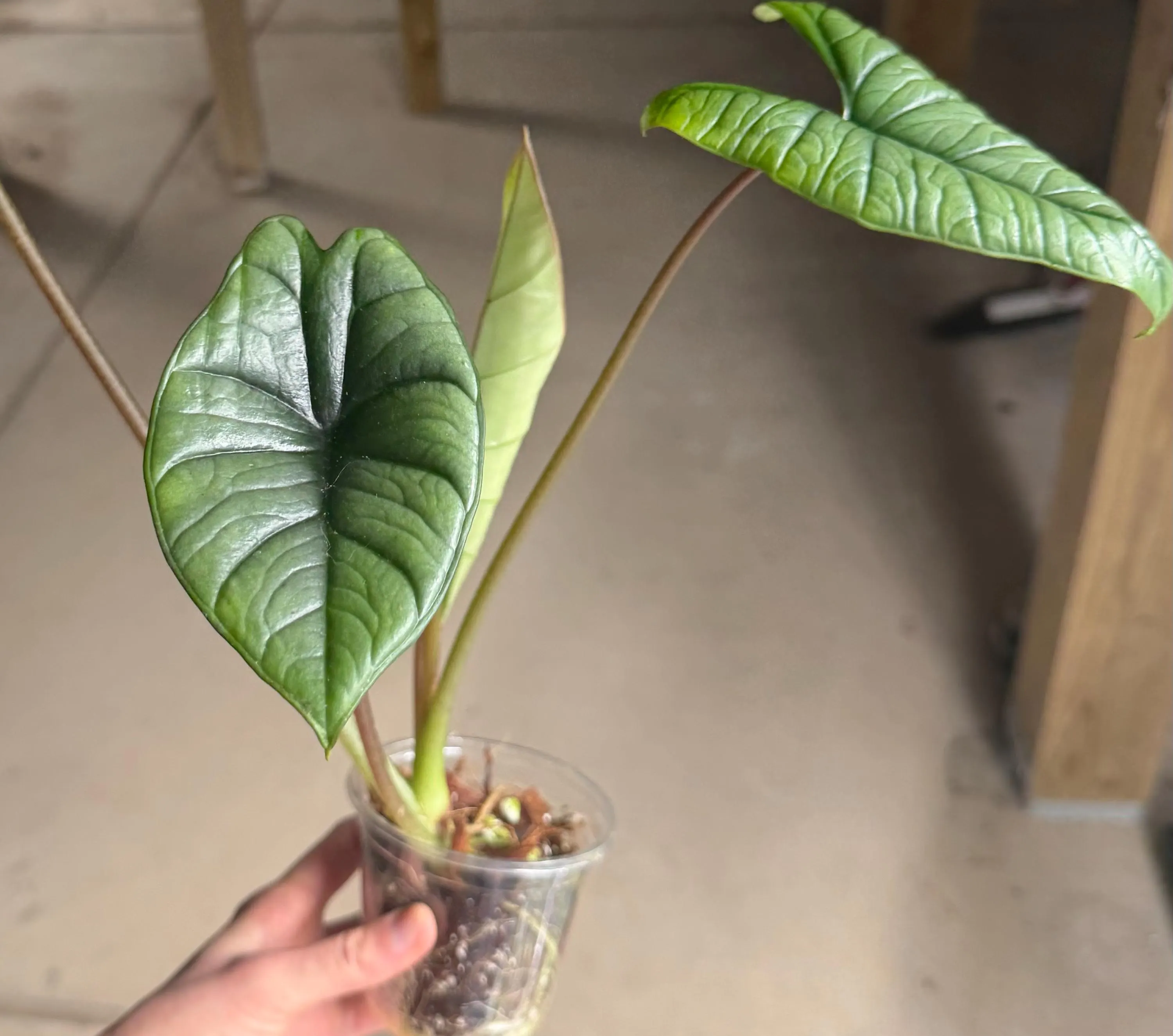 Alocasia Platinum Bisma - Exact Rooted Plant - image 3