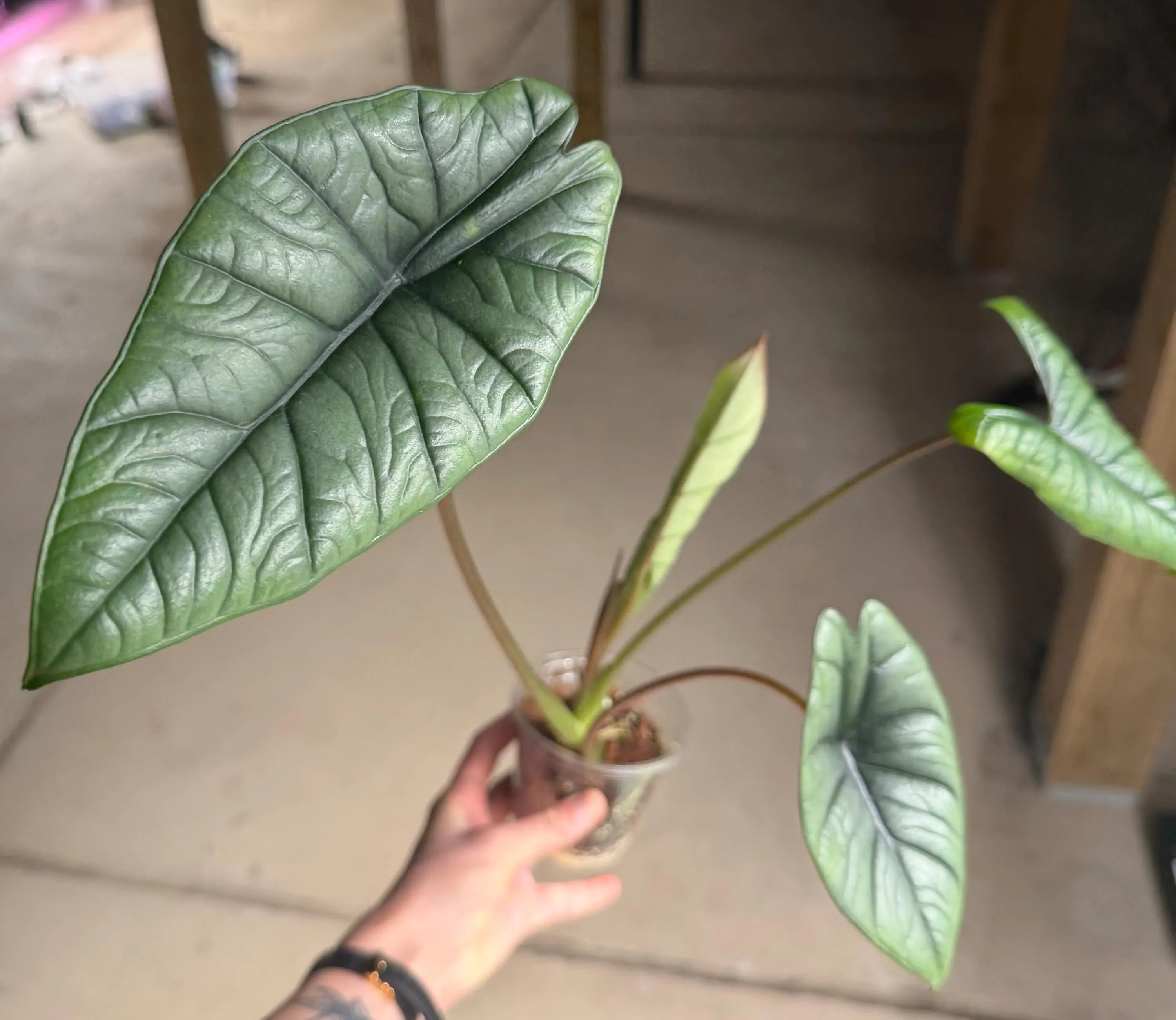 Alocasia Platinum Bisma - Exact Rooted Plant