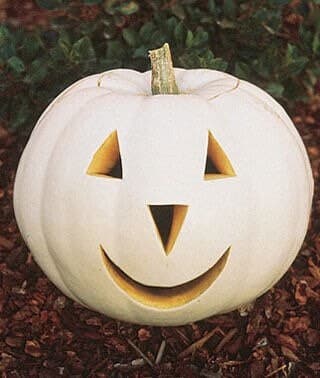 Casper Pumpkin Seeds Organically grown in Florida