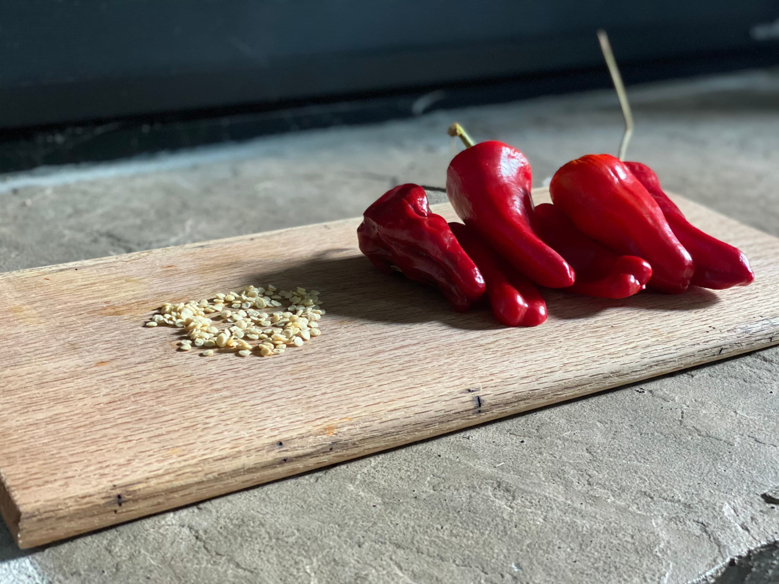 Marconi Pepper Seeds Harvested November Organically Grown in Florida - image 4