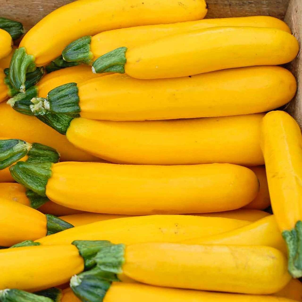 Heirloom Golden zucchini seeds farm fresh from Florida