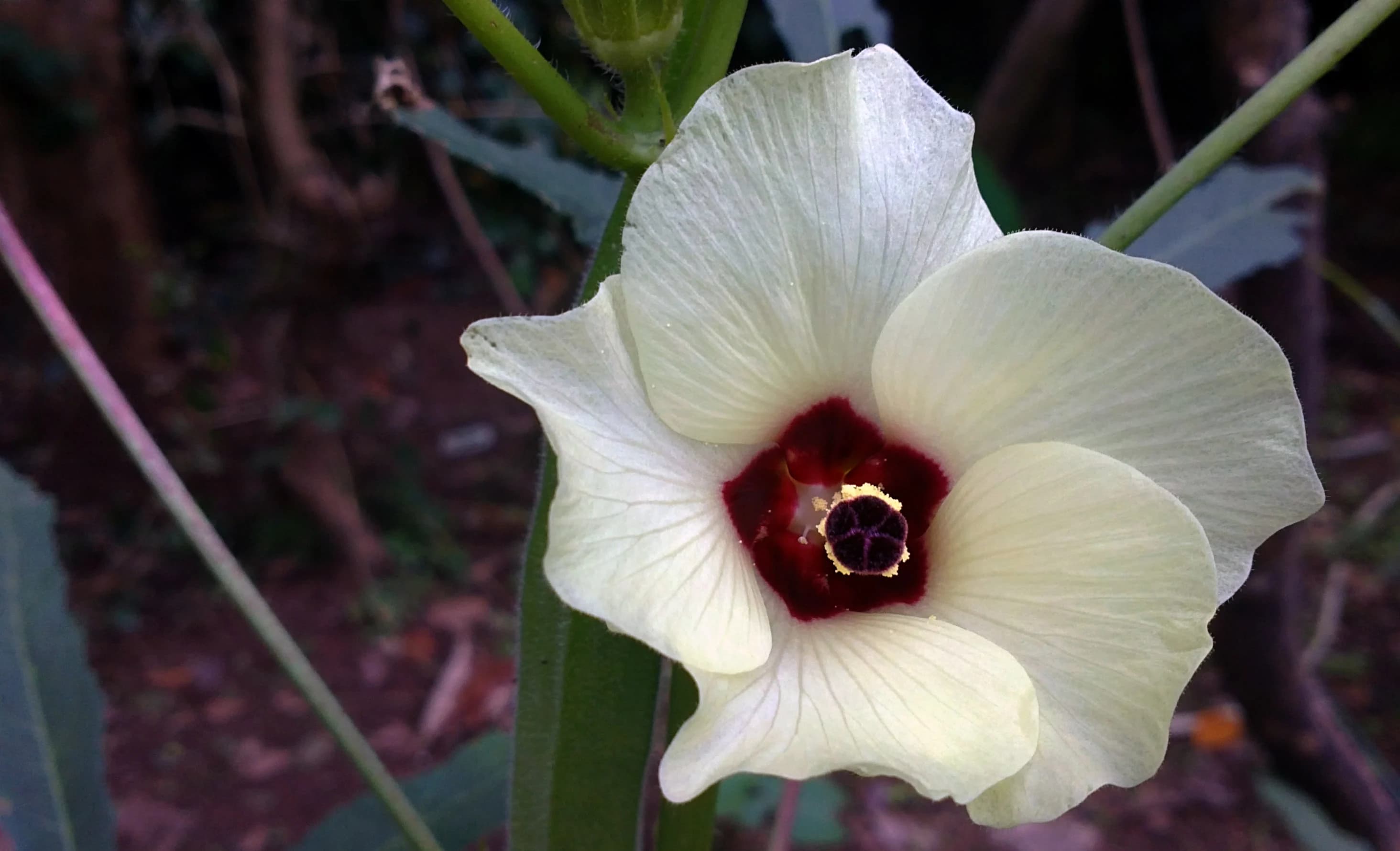 Clemson Spineless Okra Seeds from Florida Shipped Free and FAST - image 2