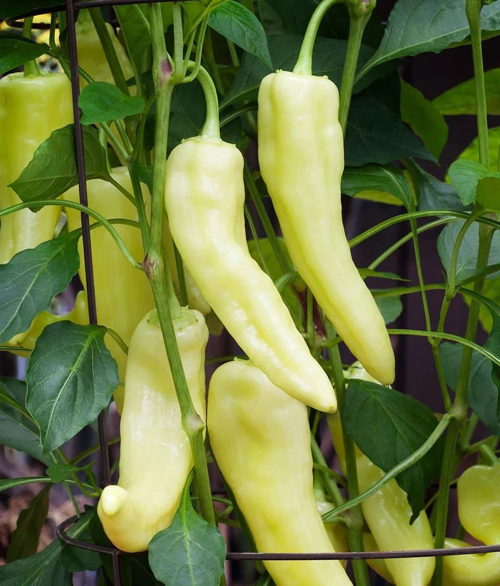 20+ Heirloom Sweet Banana Pepper Seeds non-gmo Fast Shipping - image 3