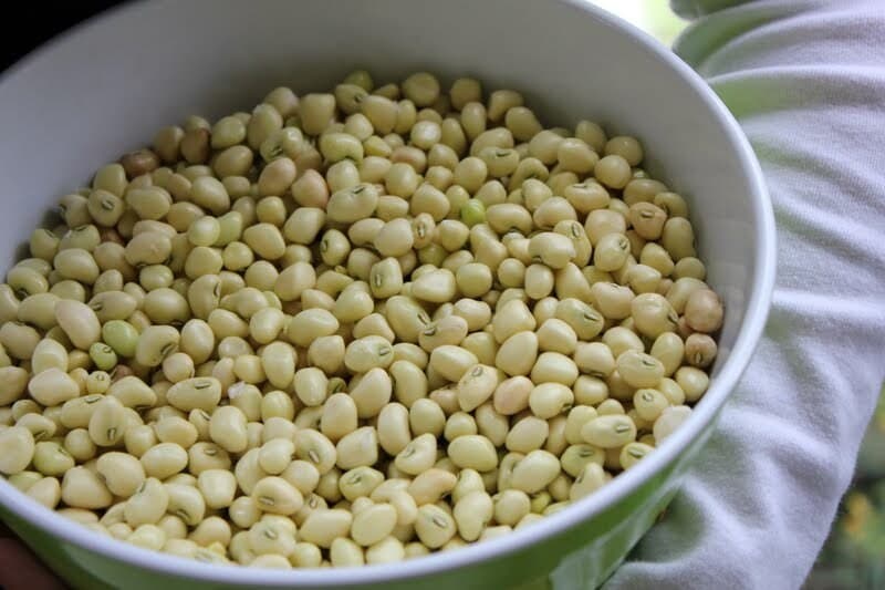 100+ Heirloom Mississippi Cream Pea Seeds Fast Grower Fast Shipping - image 2