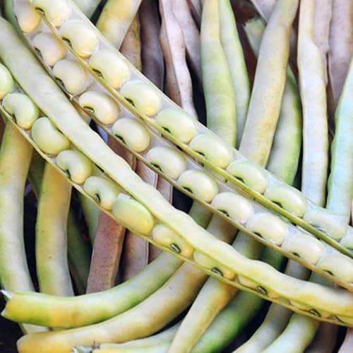 100 Texas Cream Southern Cow Pea Seeds Ready for Fast Ship