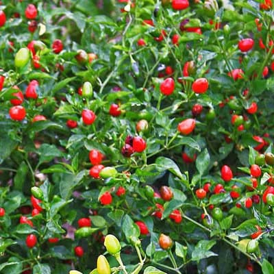 Heirloom Hot Pequin Pepper seeds Shipped from Florida - image 2