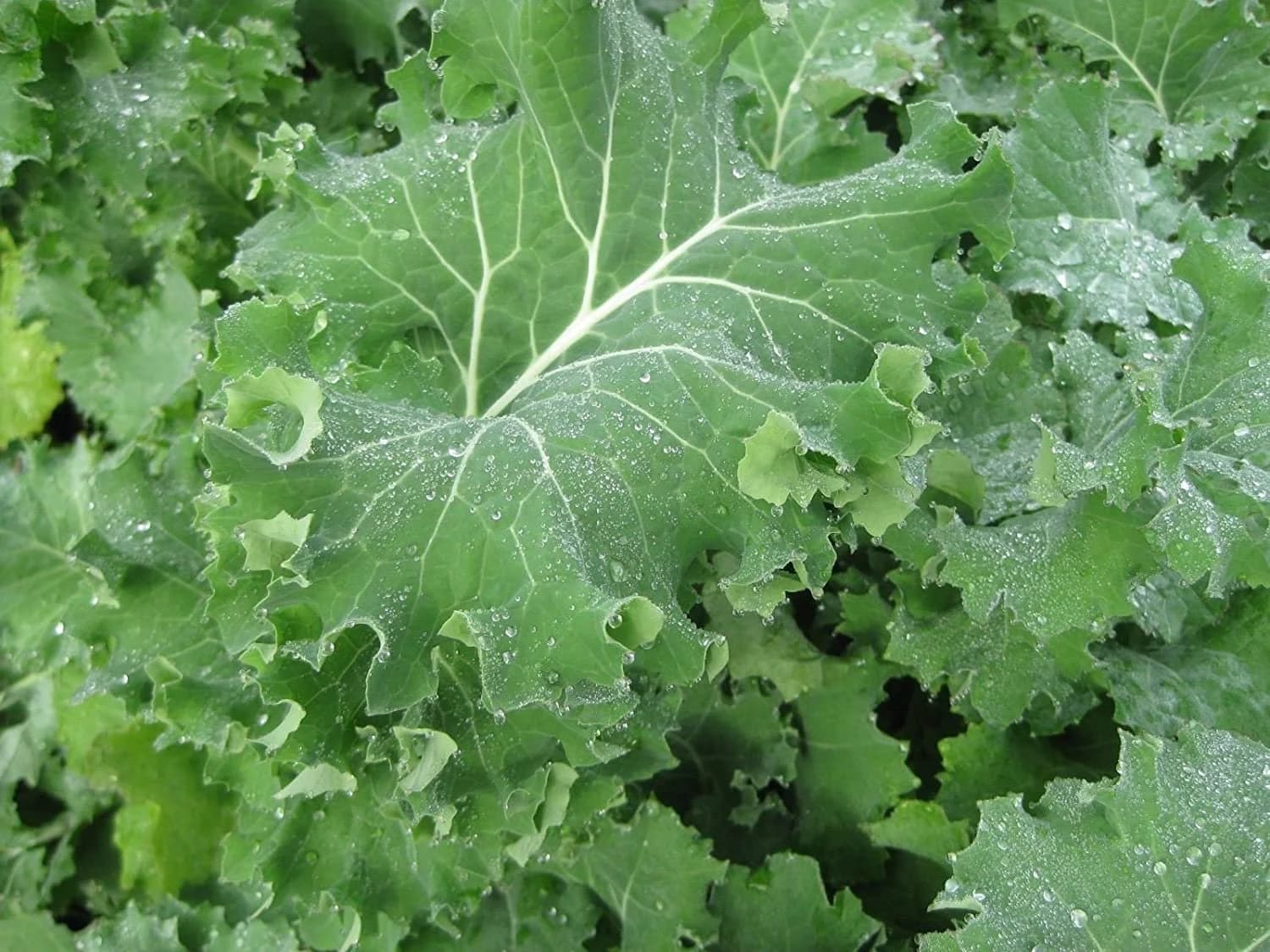 50+ Siberian Improved Kale Seeds Fast Shipped for you Garden