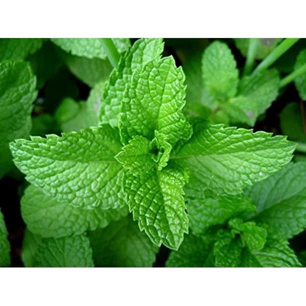 Peppermint Plant Seeds from Florida