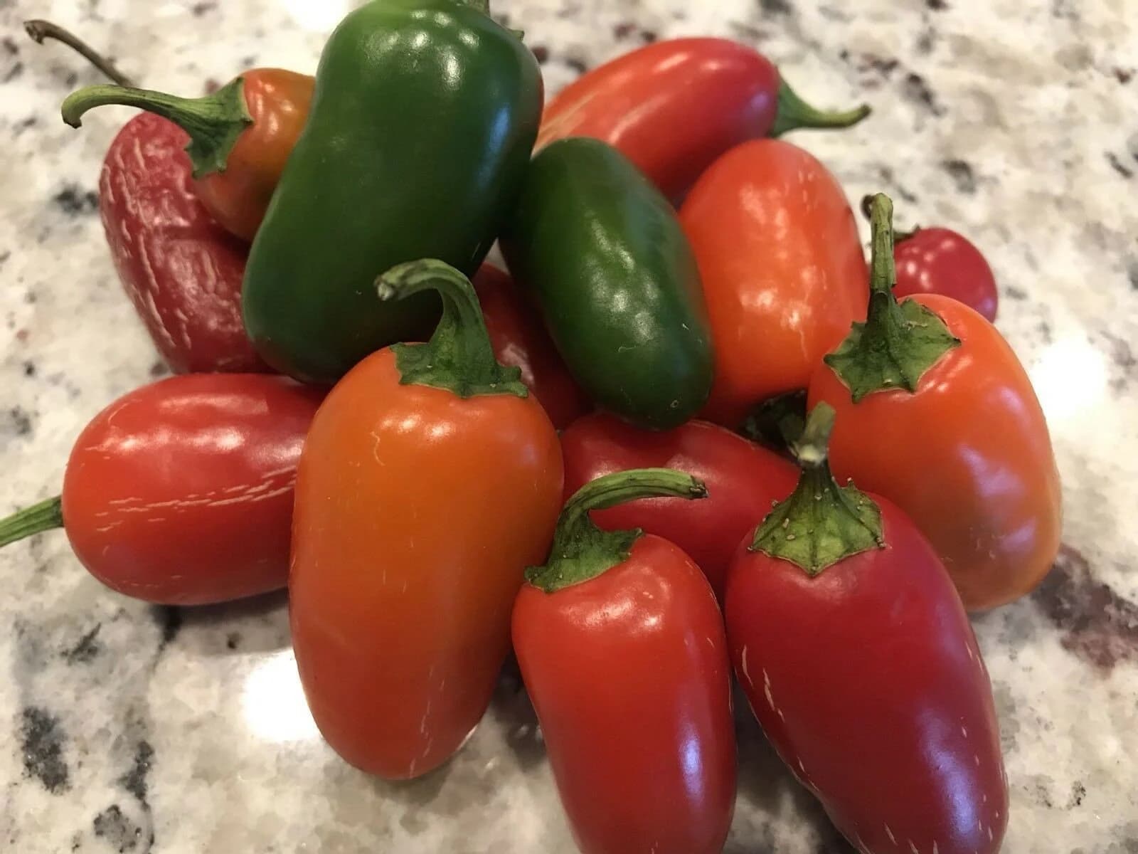 25+ Heirloom Early Jalapeno Pepper Heirloom Seeds Organically Grown - image 3