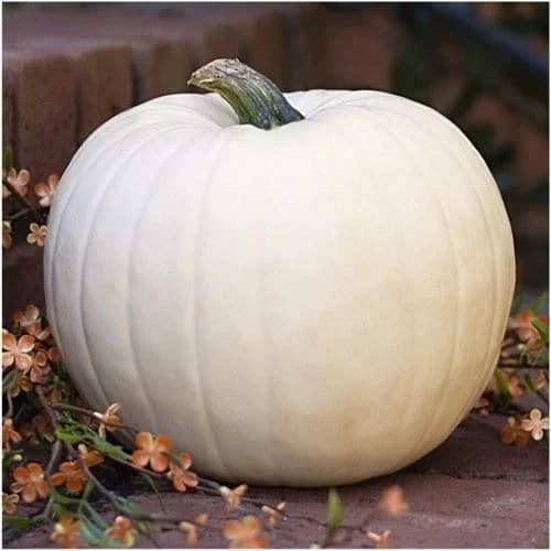 Casper Pumpkin Seeds Organically grown in Florida - image 2
