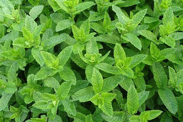Peppermint Plant Seeds from Florida - image 2