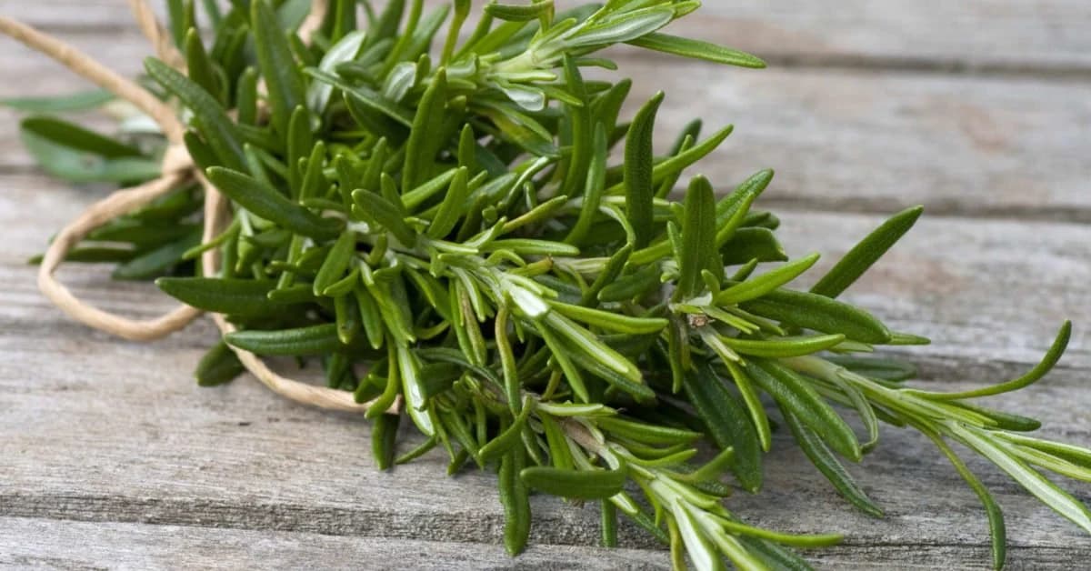 Rosemary Herb Seeds Organically Grown in Florida