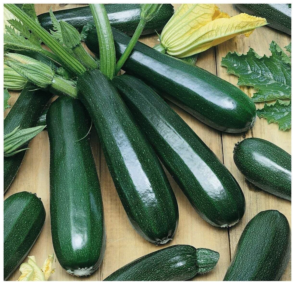 Heirloom Black Beauty Zucchini from Florida