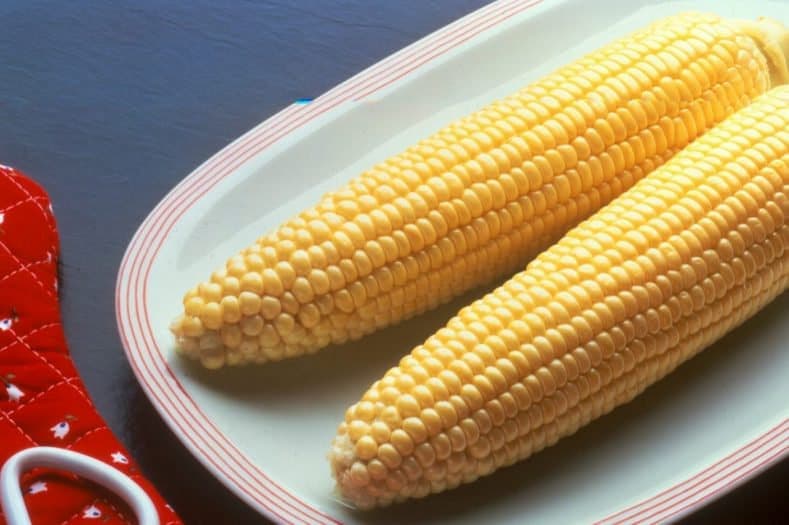 Bodacious Sweet Corn Seeds from Florida - image 2