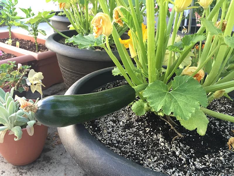 Heirloom Black Beauty Zucchini from Florida - image 2