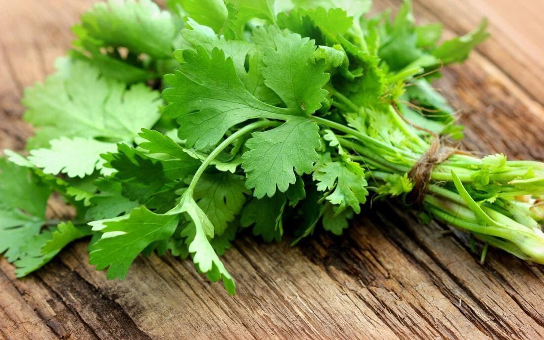 Farm Fresh Cilantro Seeds organically grown from Florida