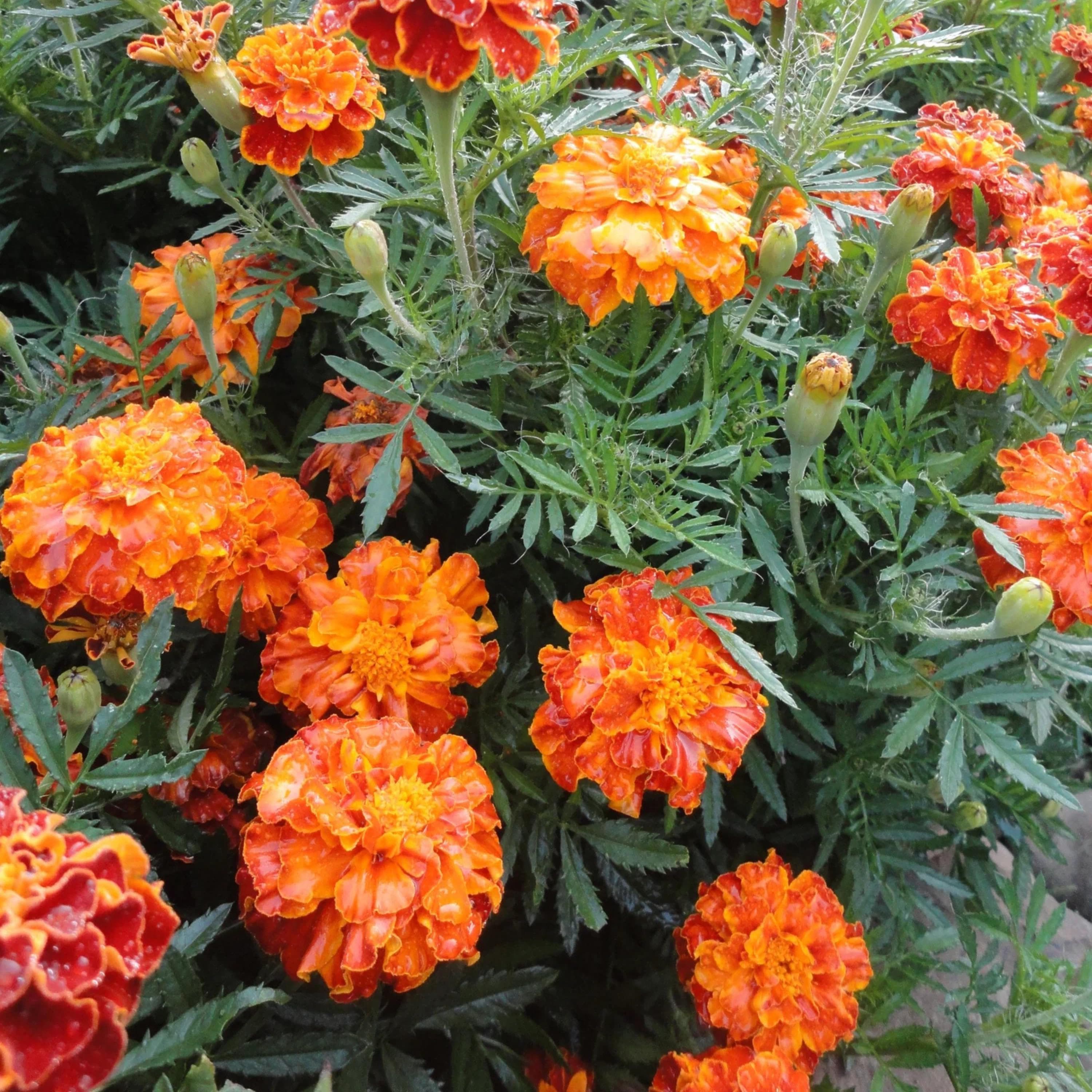 French Marigold Sparky Mix Seeds: Non-GMO Flower Seeds