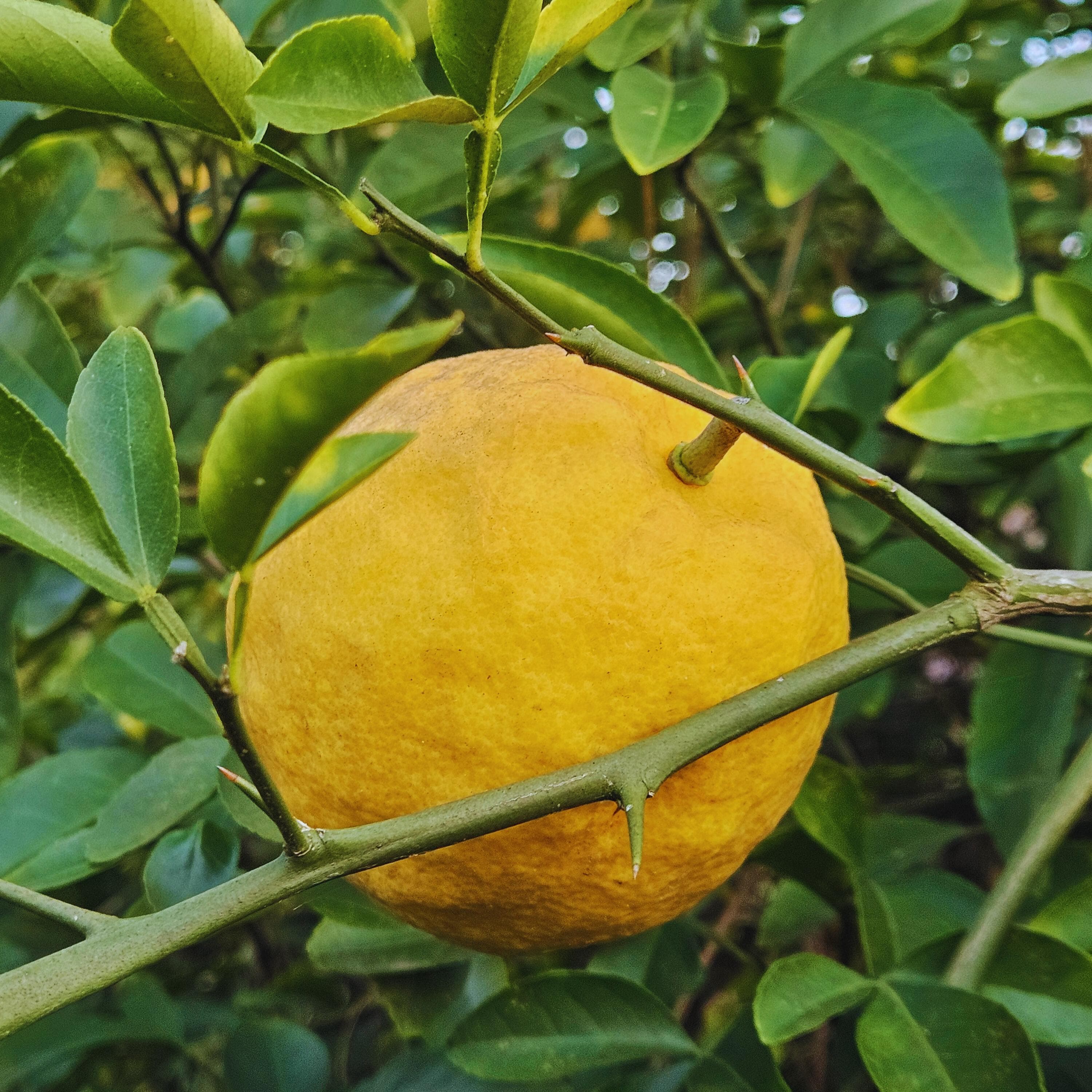 Hybrid Citron/Trifoliate Seeds: Very Cold Hardy Lemon Scented Citrus Medica (10 Seeds)